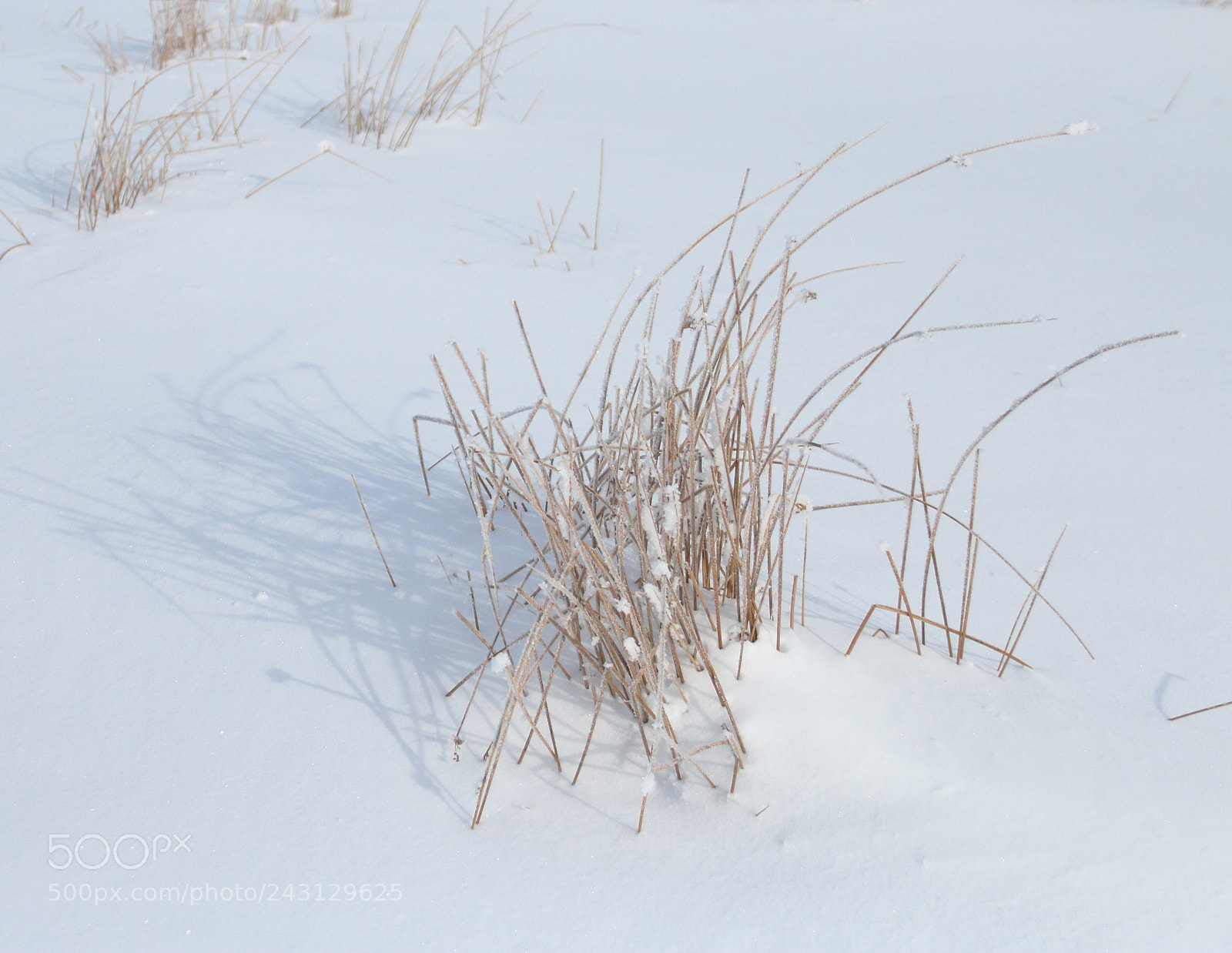 Canon EOS 70D sample photo. Winter grass photography