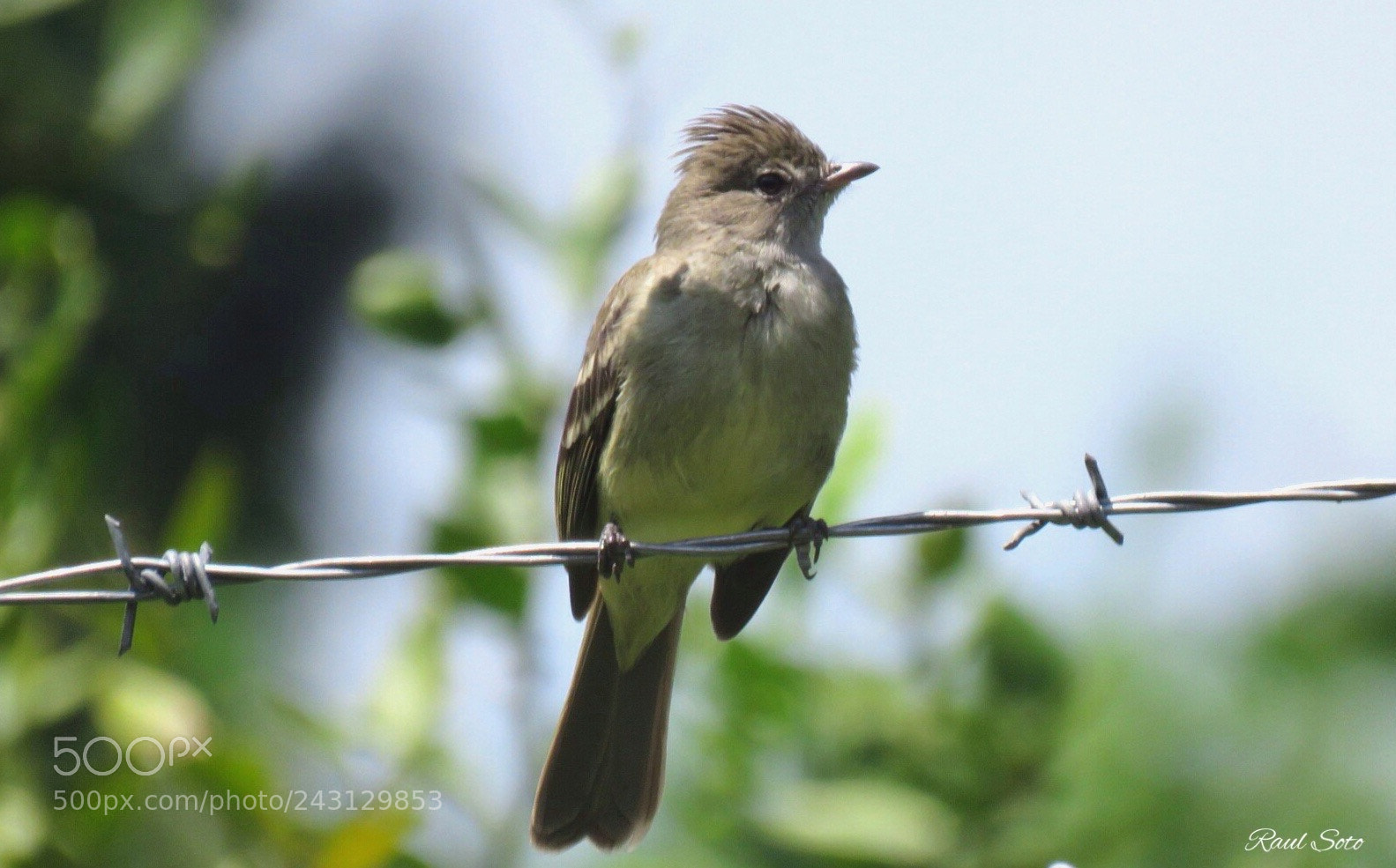 Canon PowerShot SX60 HS sample photo. Elaenia copetona photography
