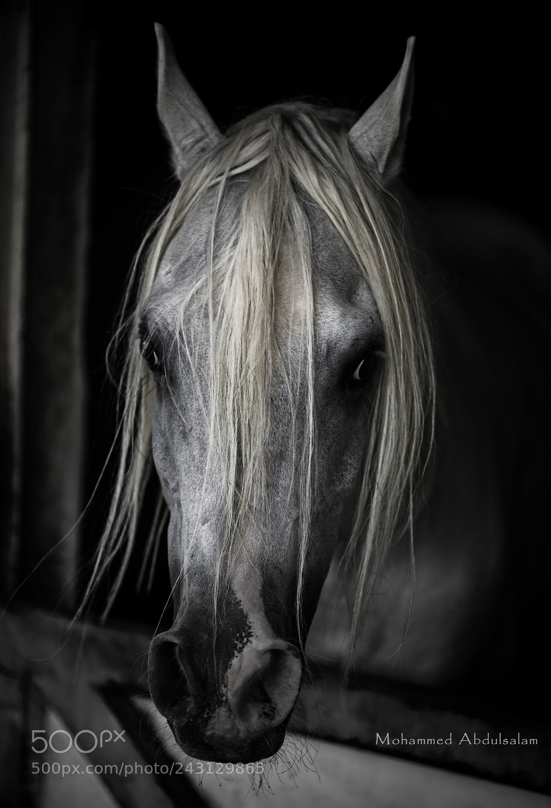 Nikon D610 sample photo. Horse photography