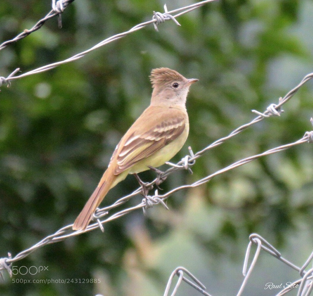 Canon PowerShot SX60 HS sample photo. Elaenia copetona 2 photography