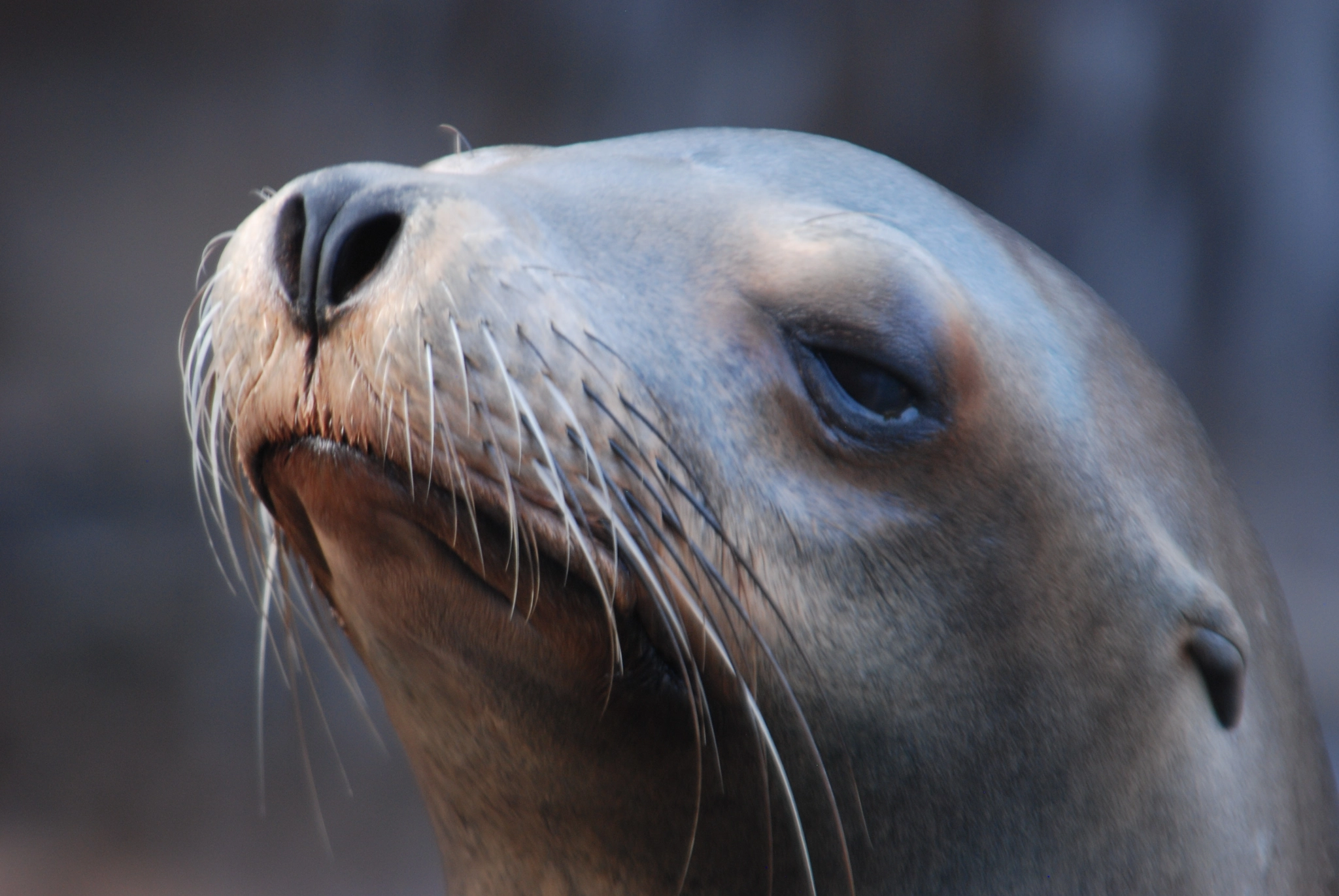 Nikon D80 sample photo. Seal of disapproval photography