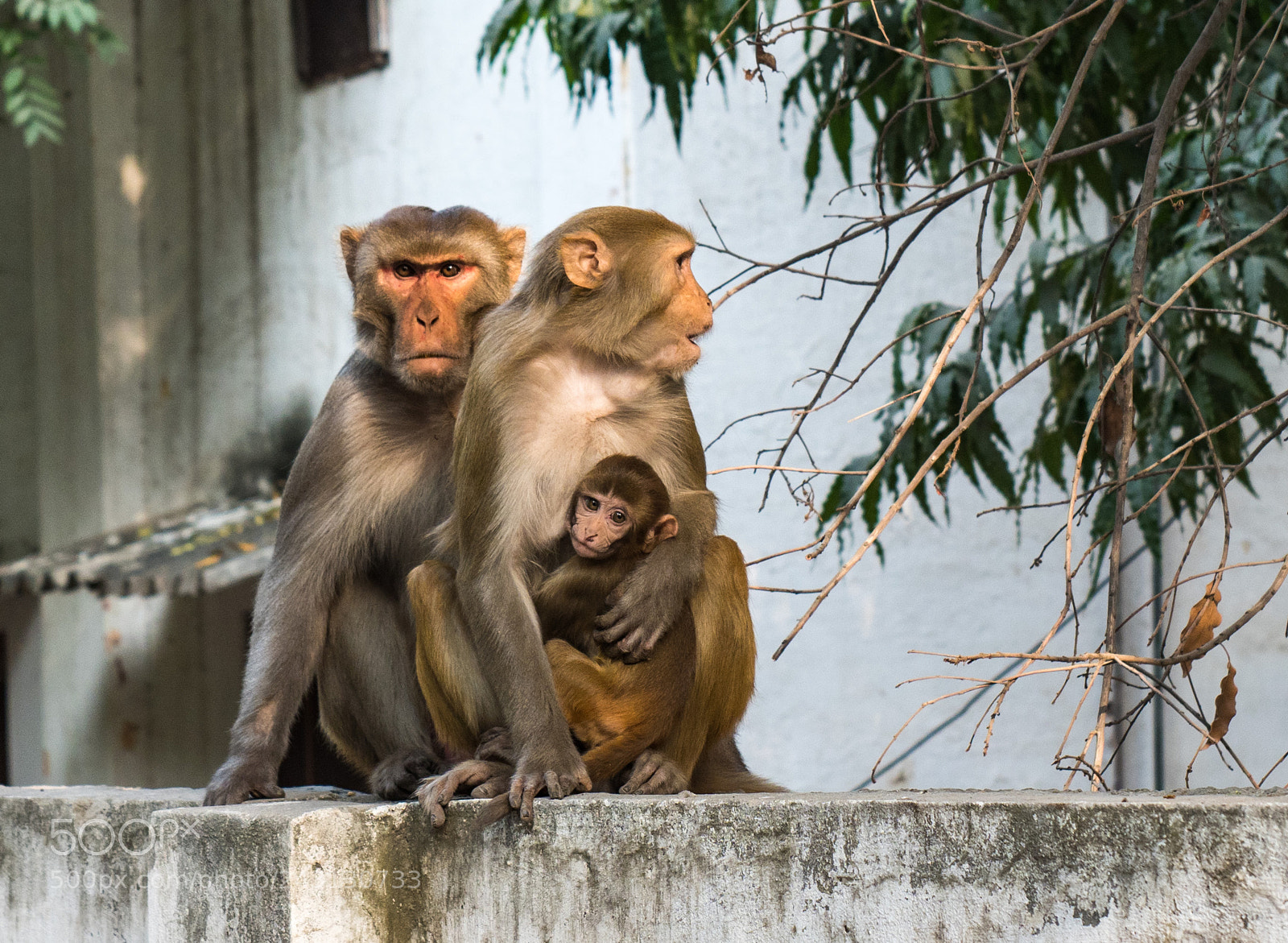 Olympus OM-D E-M1 Mark II sample photo. Met the macaque family photography