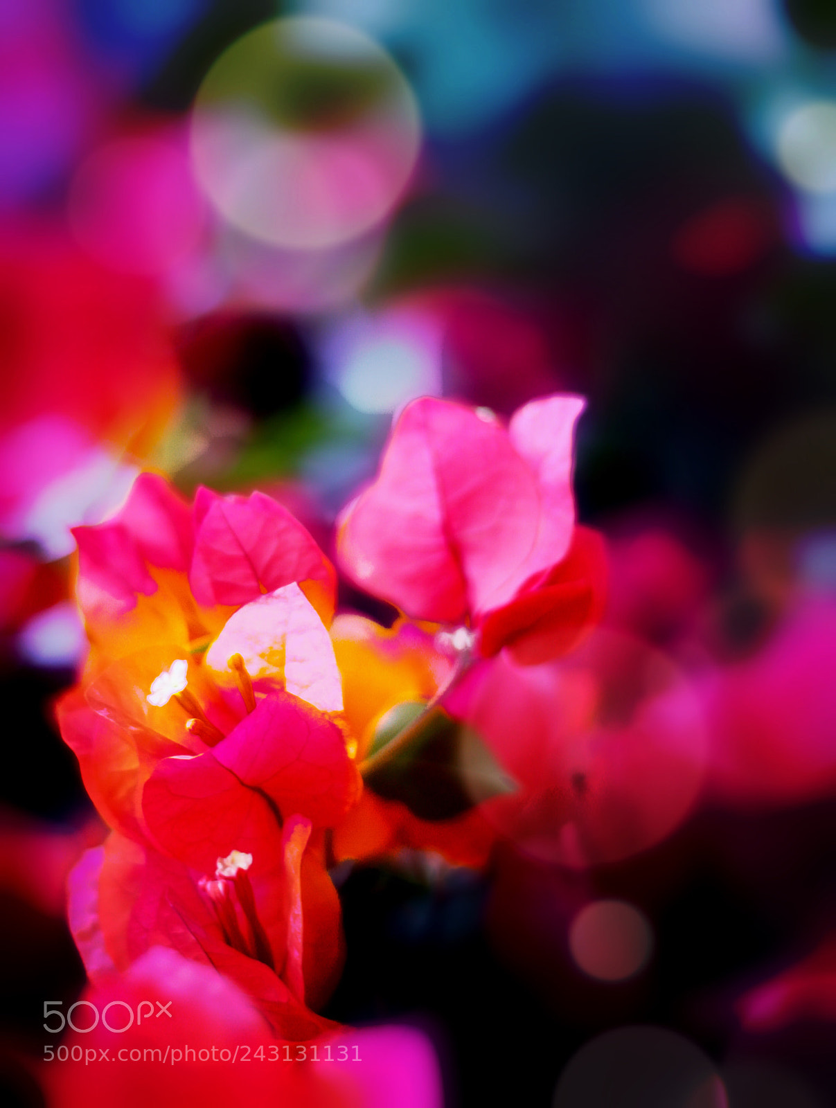 Canon EOS 450D (EOS Rebel XSi / EOS Kiss X2) sample photo. Mex flower photography