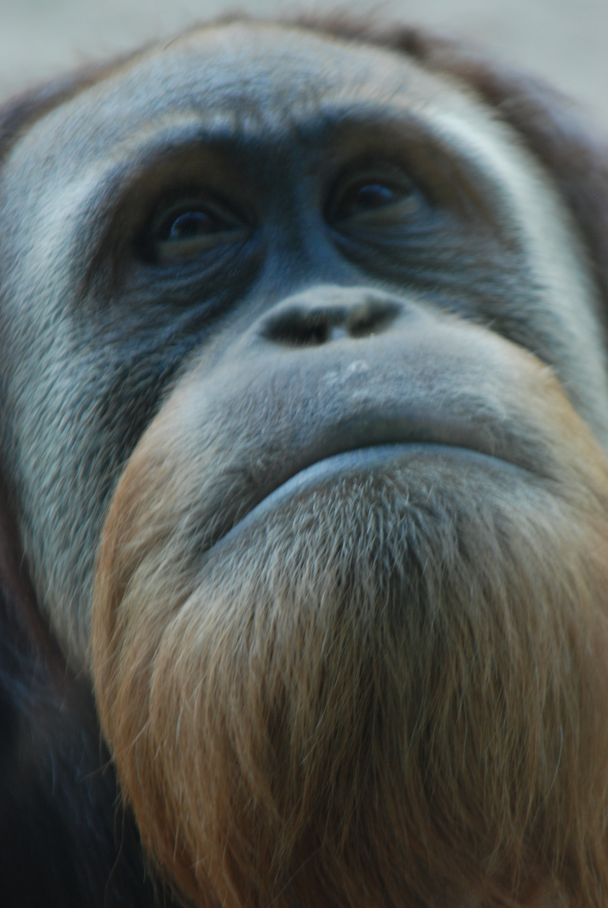 Nikon D80 sample photo. The thinker with a beard photography