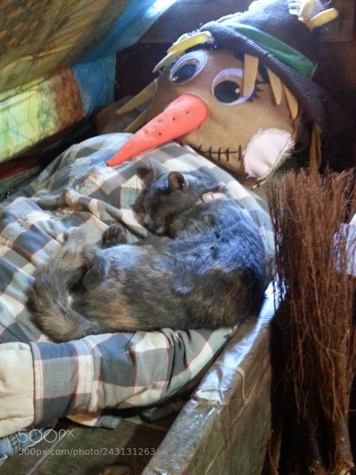 Samsung Galaxy S3 sample photo. Untitled photography