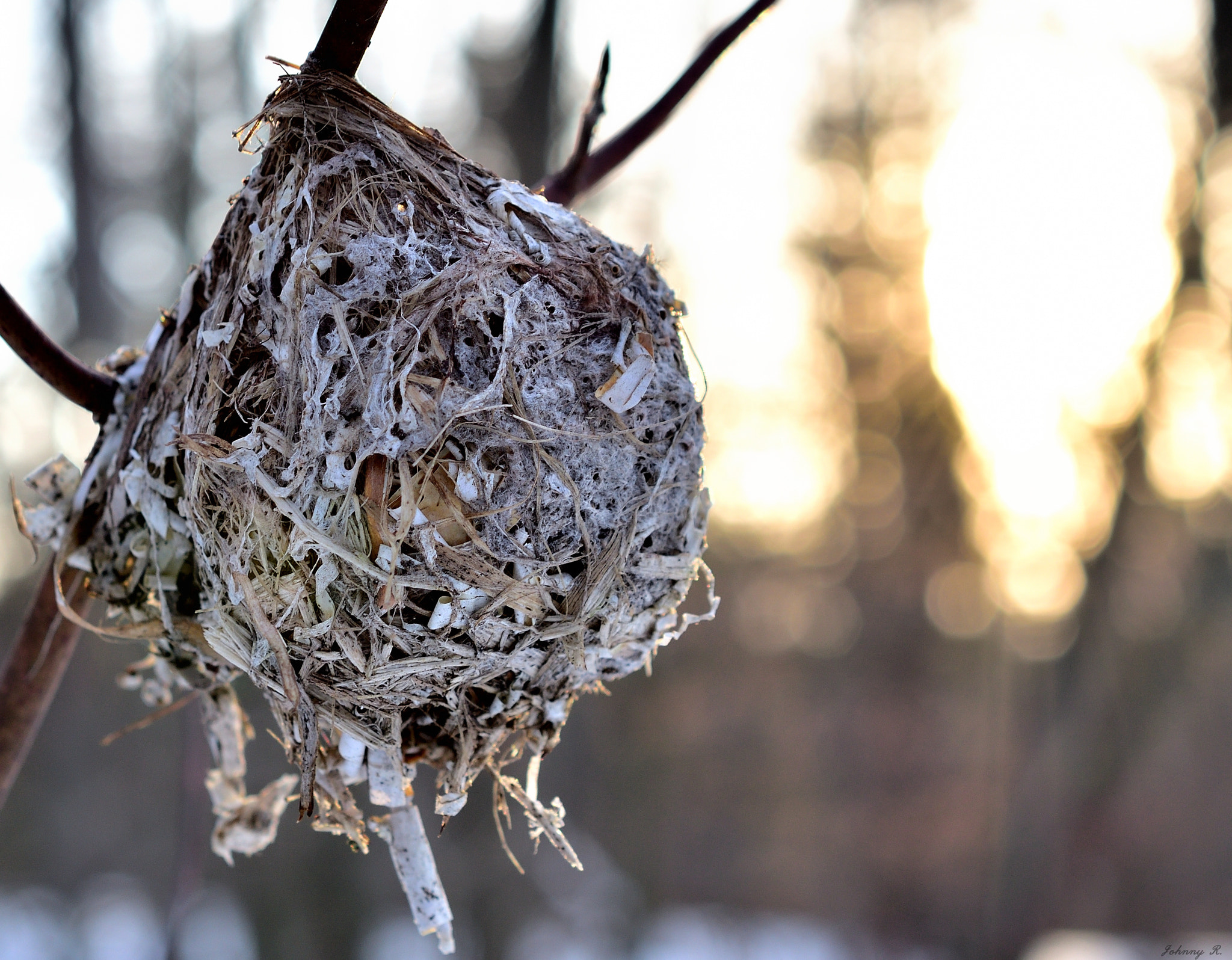 Nikon AF-S DX Micro Nikkor 40mm F2.8 sample photo. Abandoned bird's nest photography