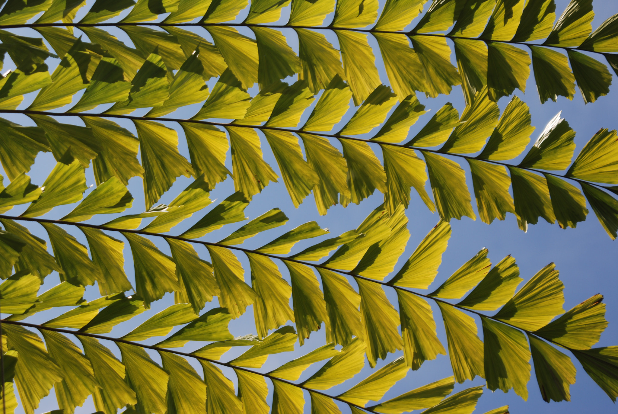 Nikon D80 sample photo. Green canopy photography