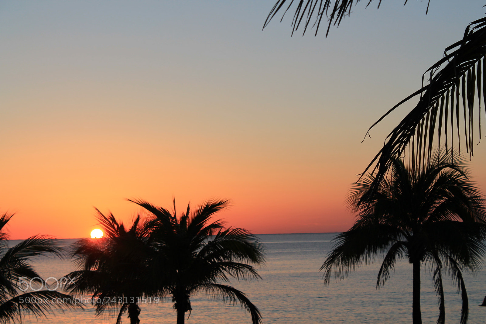 Canon EOS 1100D (EOS Rebel T3 / EOS Kiss X50) sample photo. Sunrise palms fl photography
