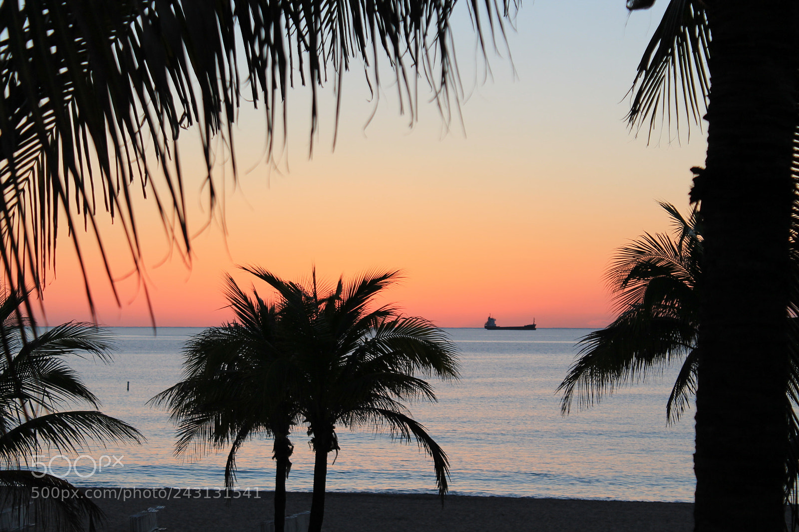 Canon EOS 1100D (EOS Rebel T3 / EOS Kiss X50) sample photo. Sun palm photography