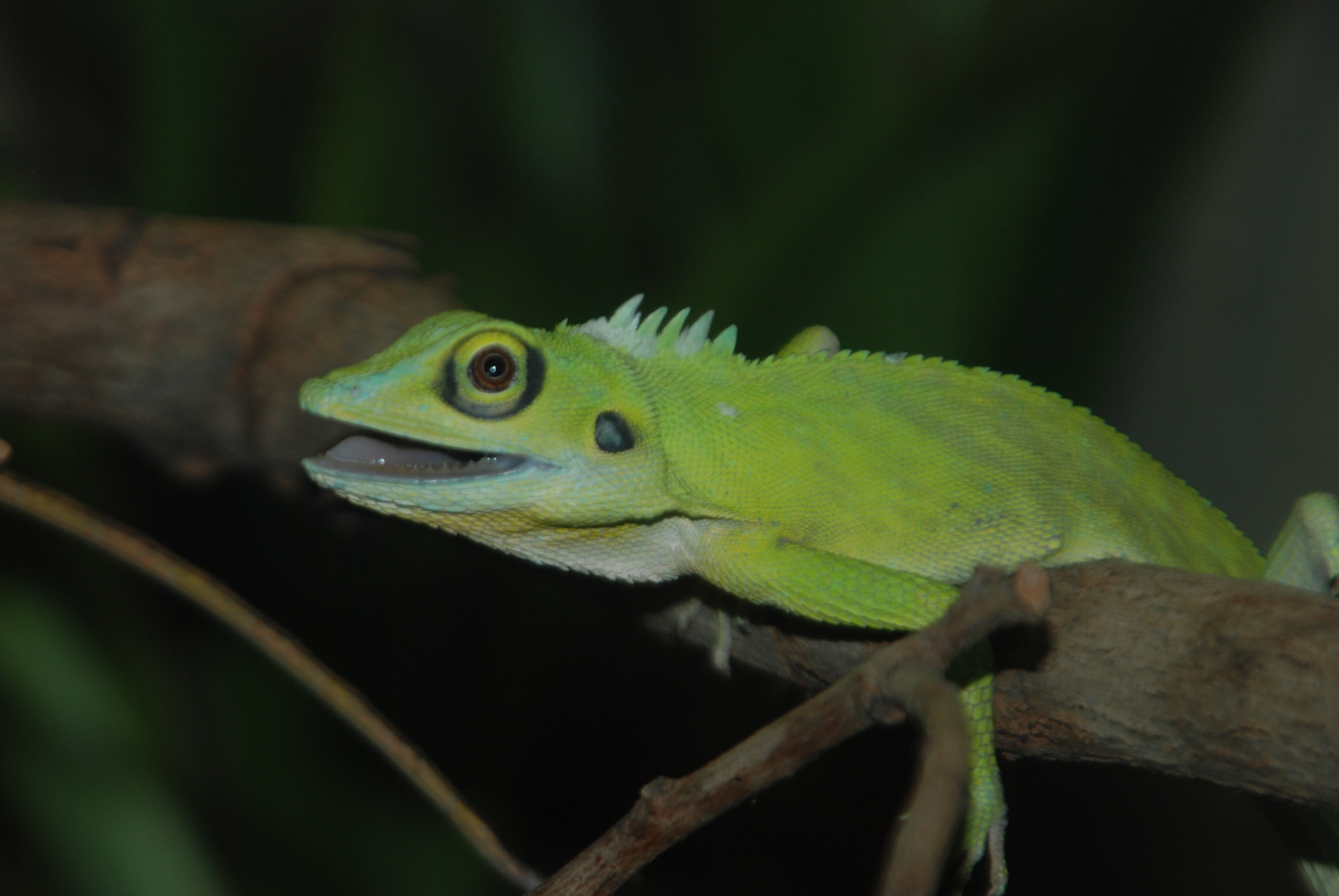 Nikon D80 sample photo. Green lizard photography