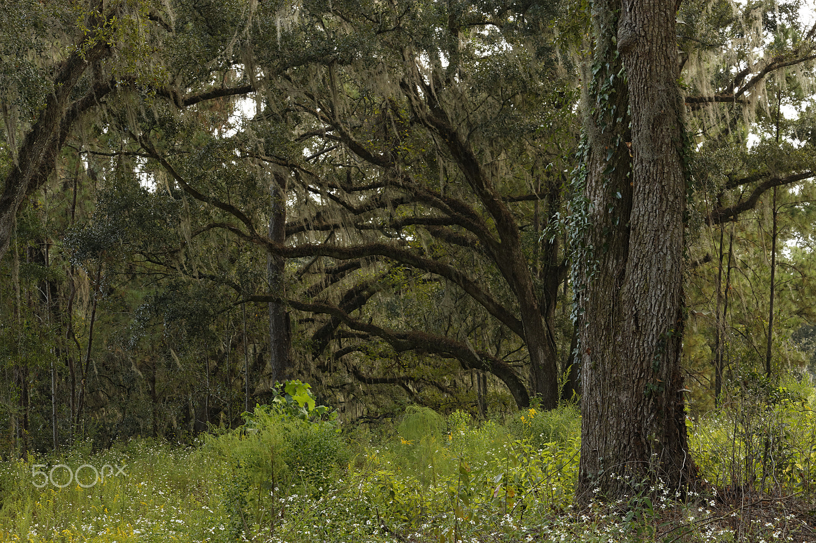 Canon EF-S 55-250mm F4-5.6 IS STM sample photo. The trees welcome you photography