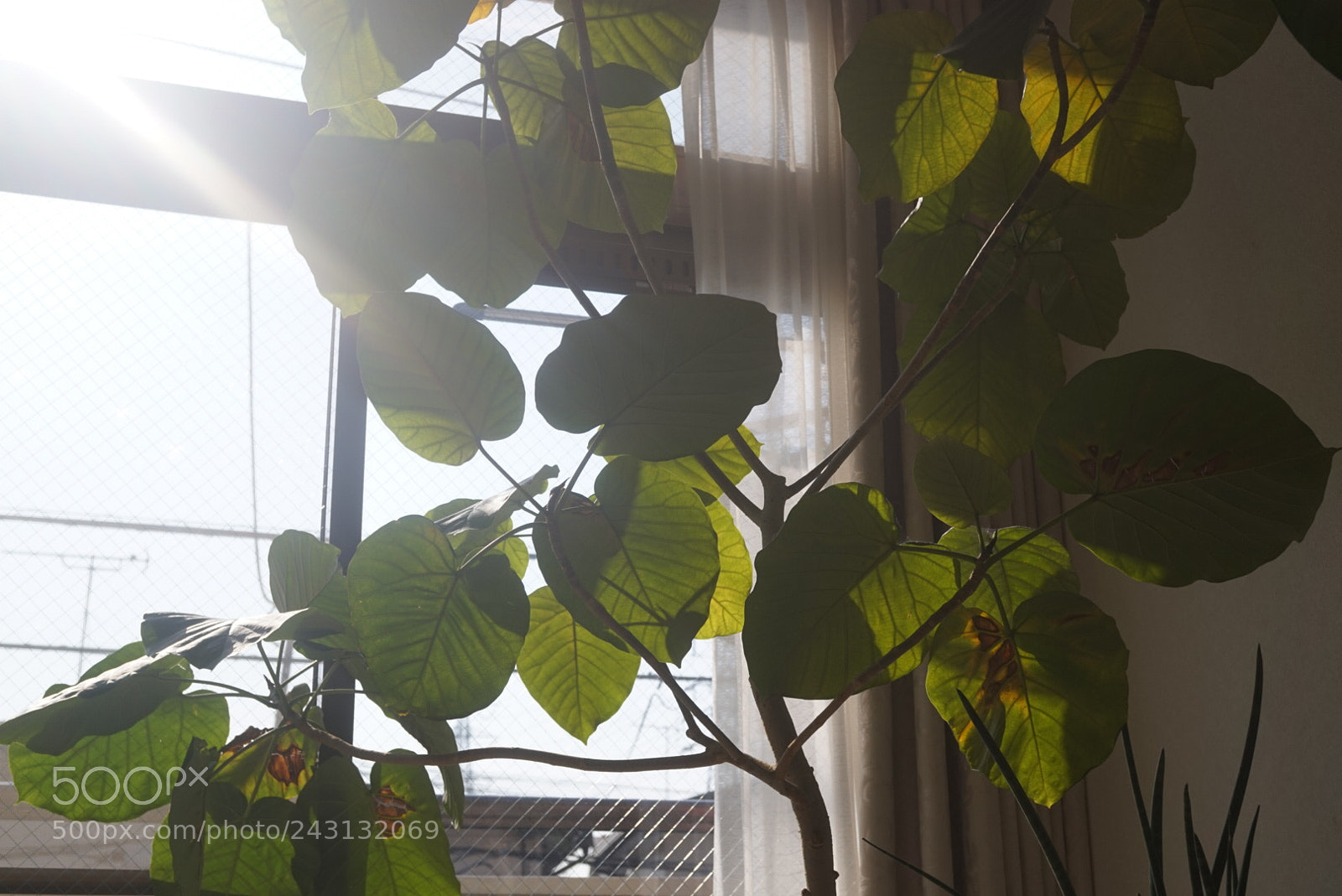 Sony Alpha a5000 (ILCE 5000) sample photo. Untitled photography