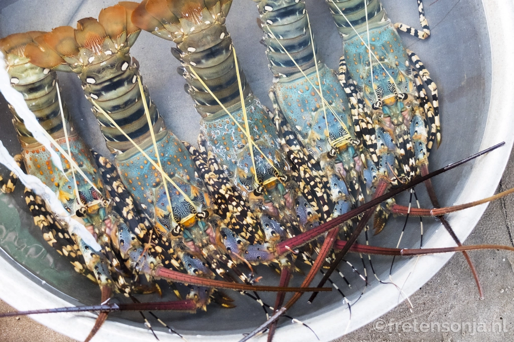 DSCF4943 by www.fretensonja.nl on 500px.com