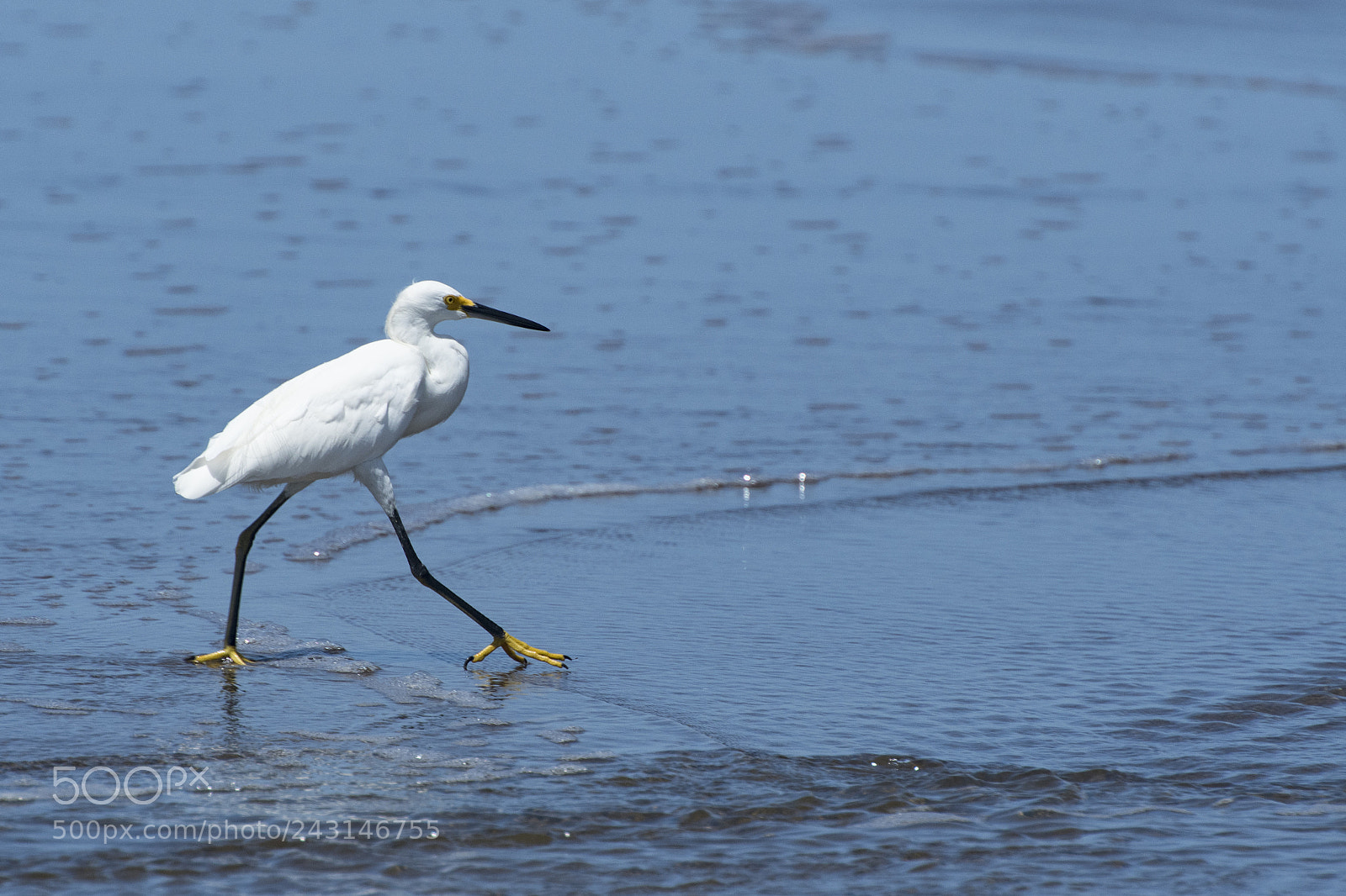 Nikon D500 sample photo. Heron at the blue photography