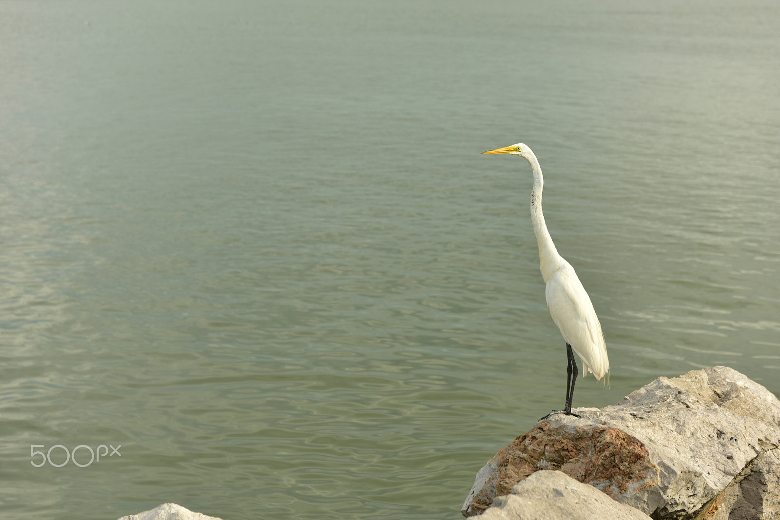Nikon AF-S Nikkor 24-70mm F2.8G ED sample photo. Heron a watcher .jpg photography