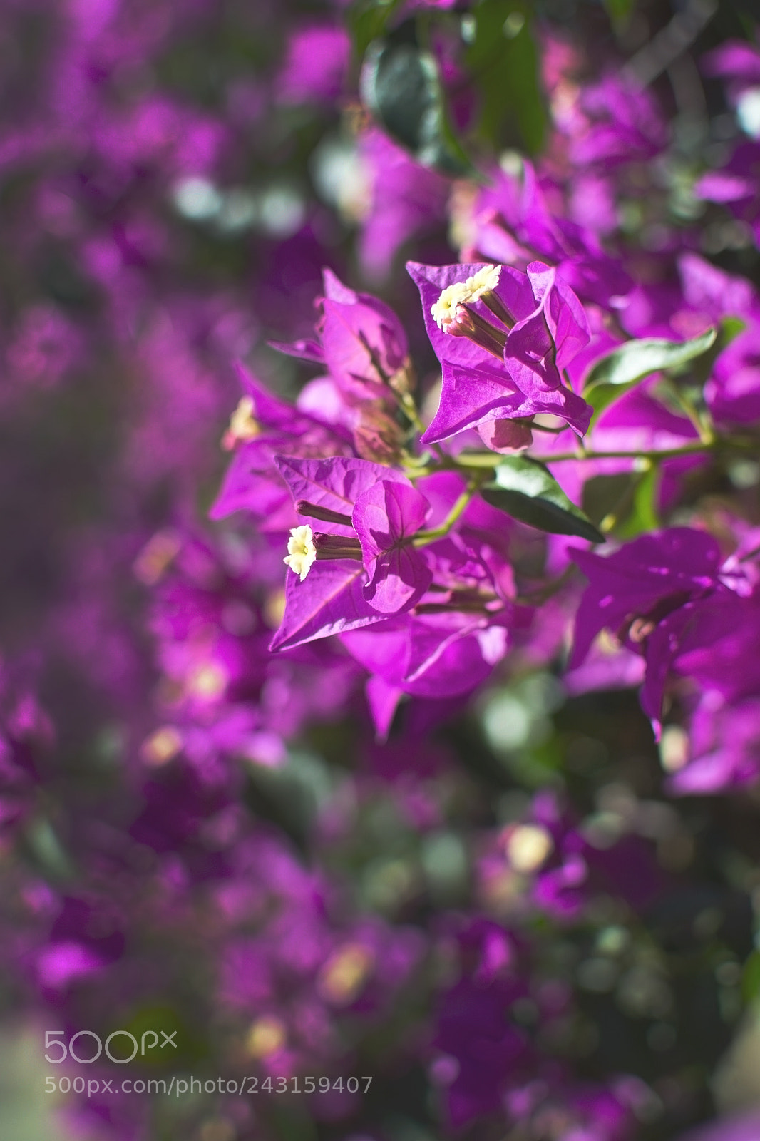 Nikon D7100 sample photo. Pink bougainvillea flowers full photography