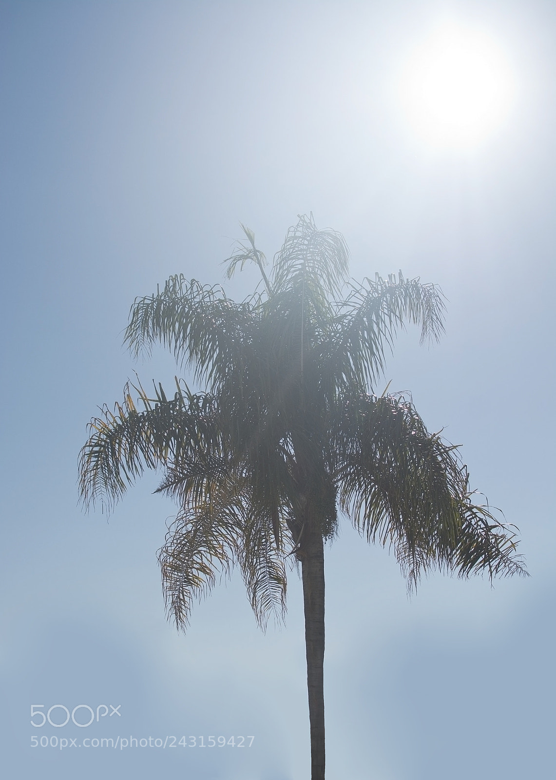 Nikon D7100 sample photo. Palm tree top fading photography