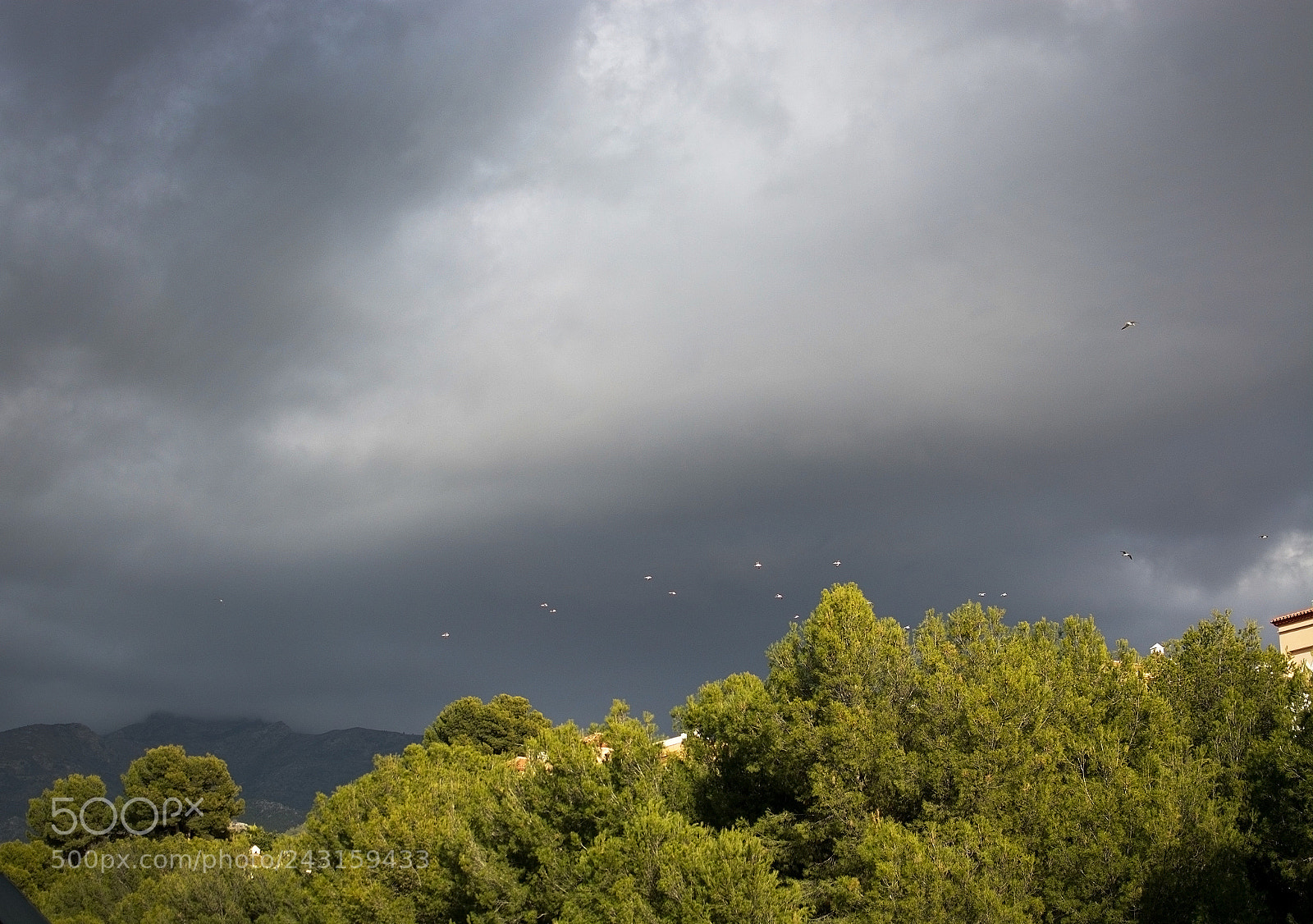 Nikon D7100 sample photo. Flock of white birds photography