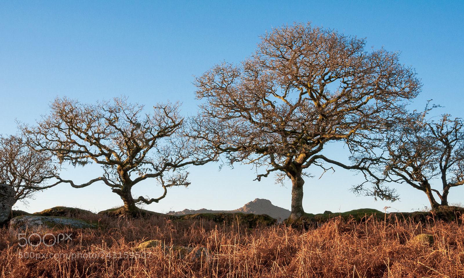Nikon D5000 sample photo. Trees by the wall photography