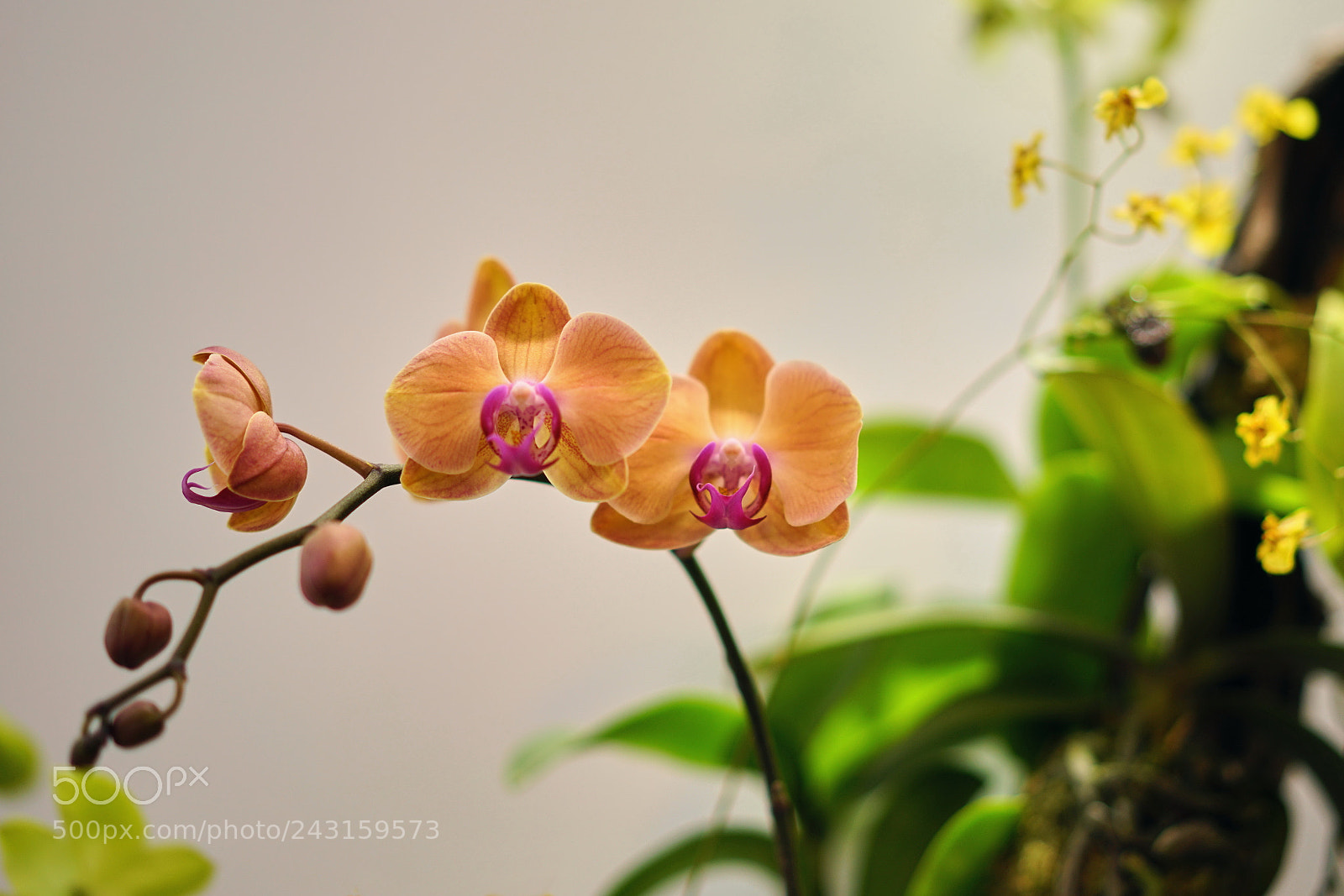 Sony a7R II sample photo. Island's orchid 天涯幽兰 photography