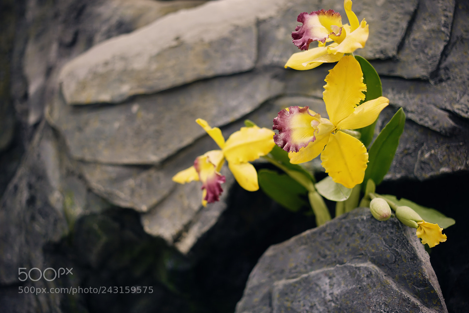 Sony a7R II sample photo. Island's orchid 天涯幽兰 photography