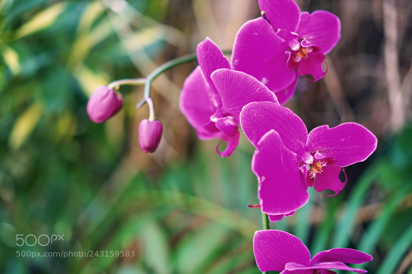 Sony a7R II sample photo. Island's orchid 天涯幽兰 photography