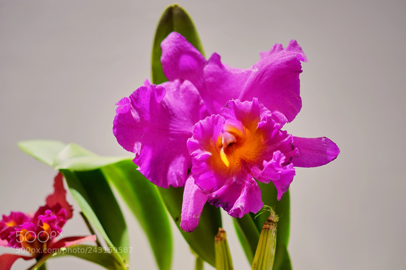Sony a7R II sample photo. Island's orchid 天涯幽兰 photography
