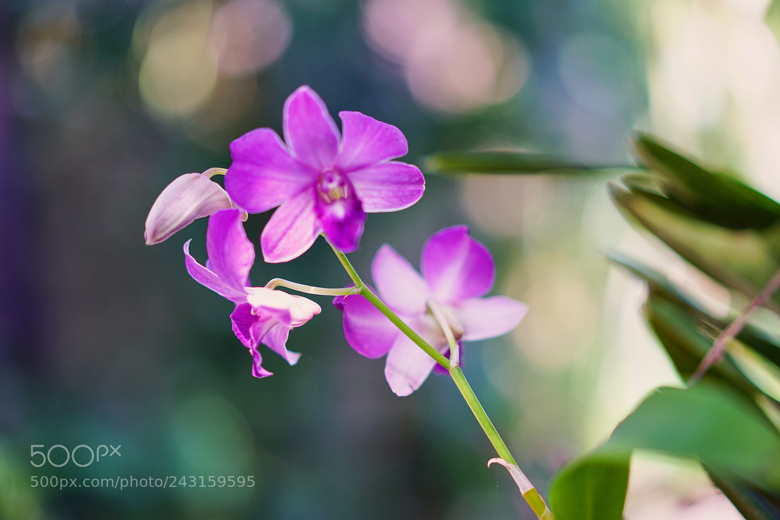 Sony a7R II sample photo. Island's orchid 天涯幽兰 photography