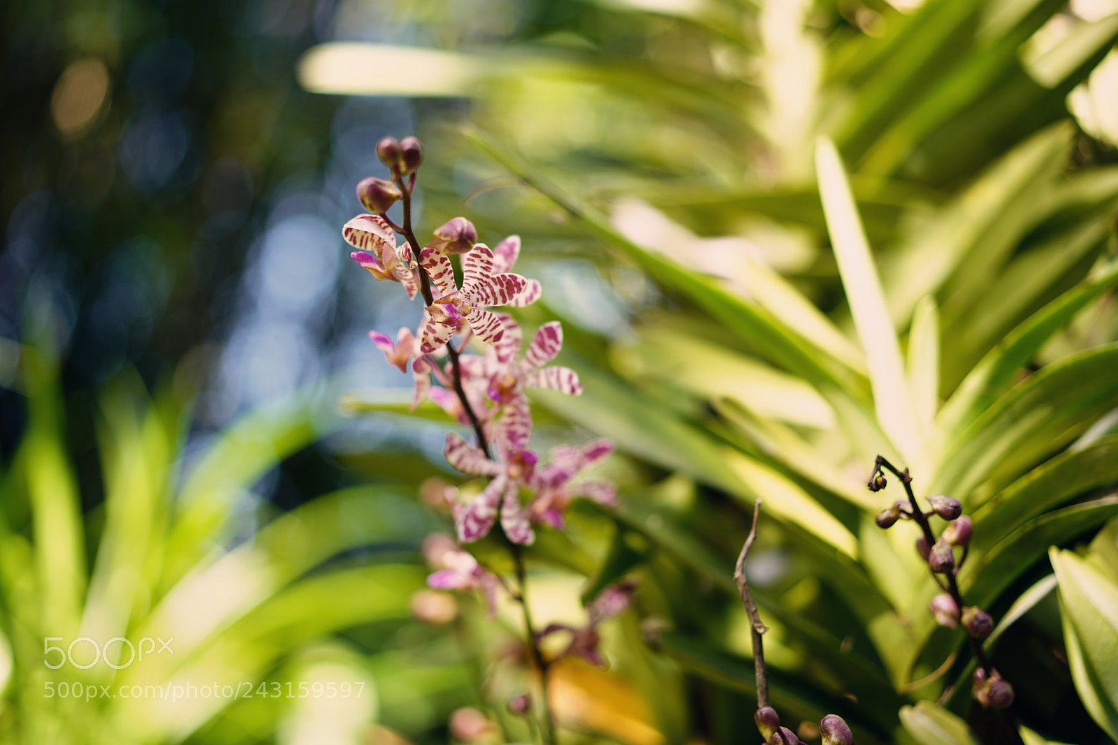 Sony a7R II sample photo. Island's orchid 天涯幽兰 photography