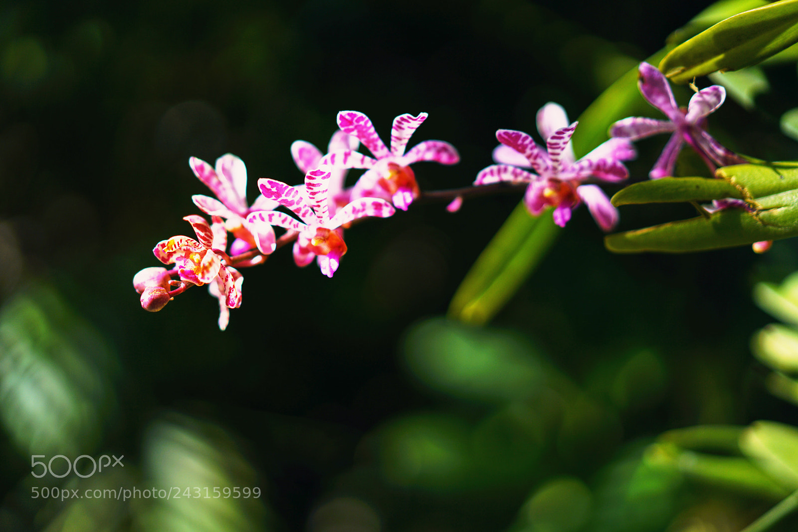 Sony a7R II sample photo. Island's orchid 天涯幽兰 photography