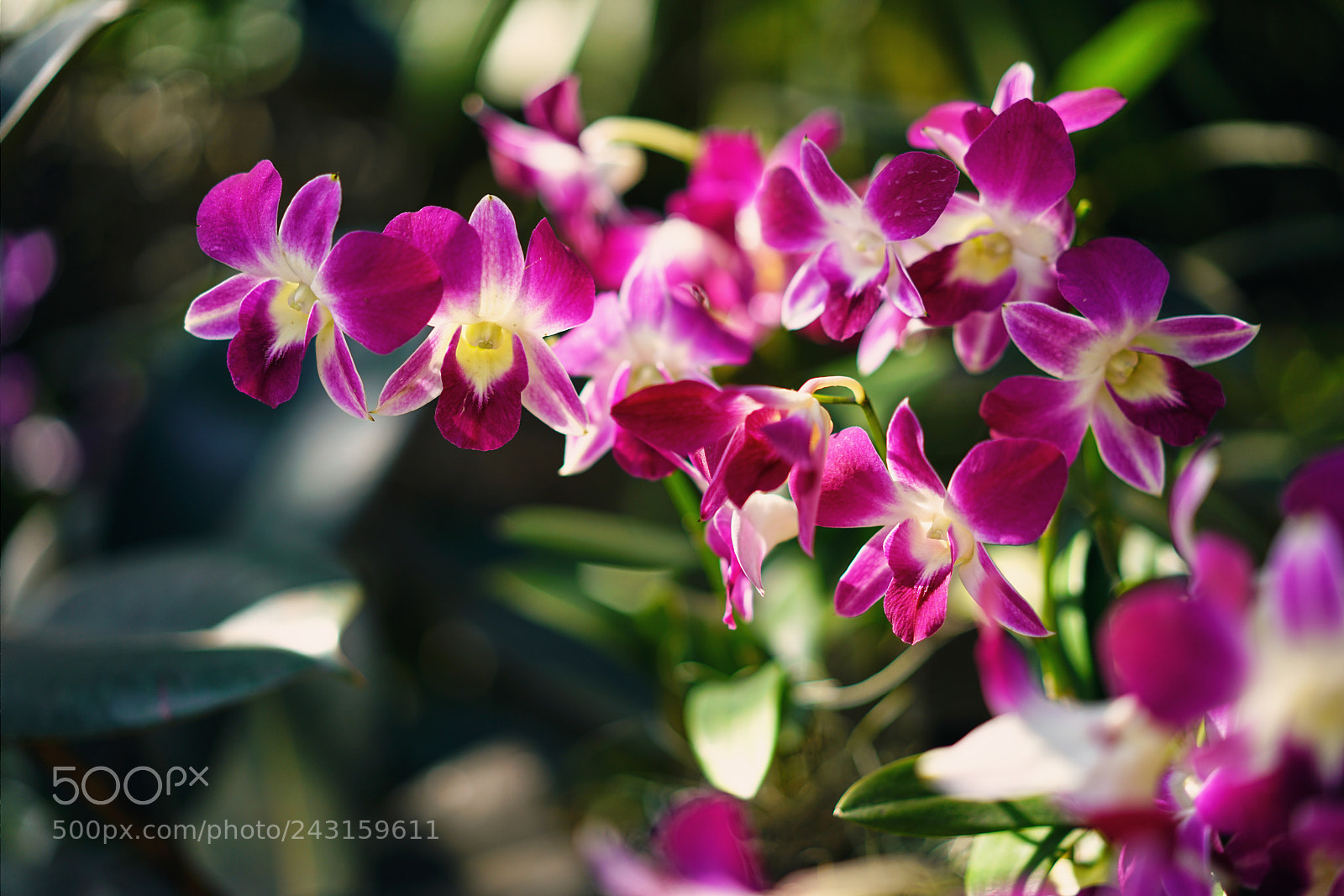 Sony a7R II sample photo. Island's orchid 天涯幽兰 photography