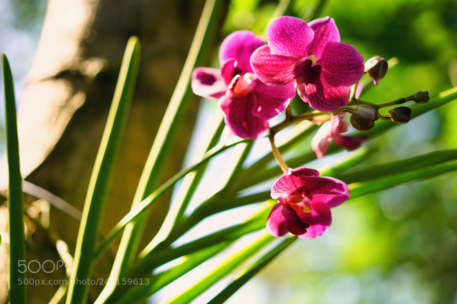 Sony a7R II sample photo. Island's orchid 天涯幽兰 photography