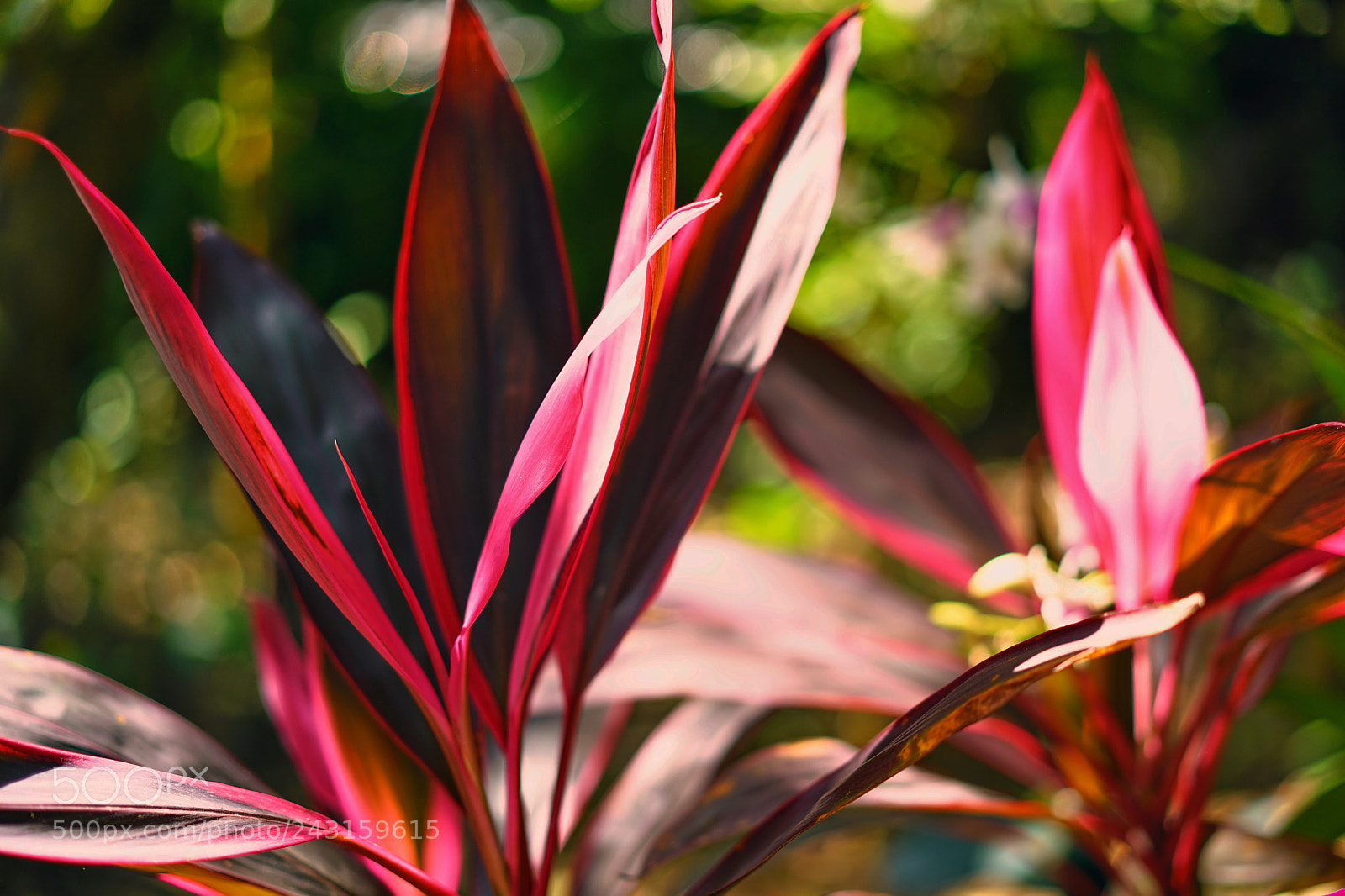 Sony a7R II sample photo. Island's orchid 天涯幽兰 photography