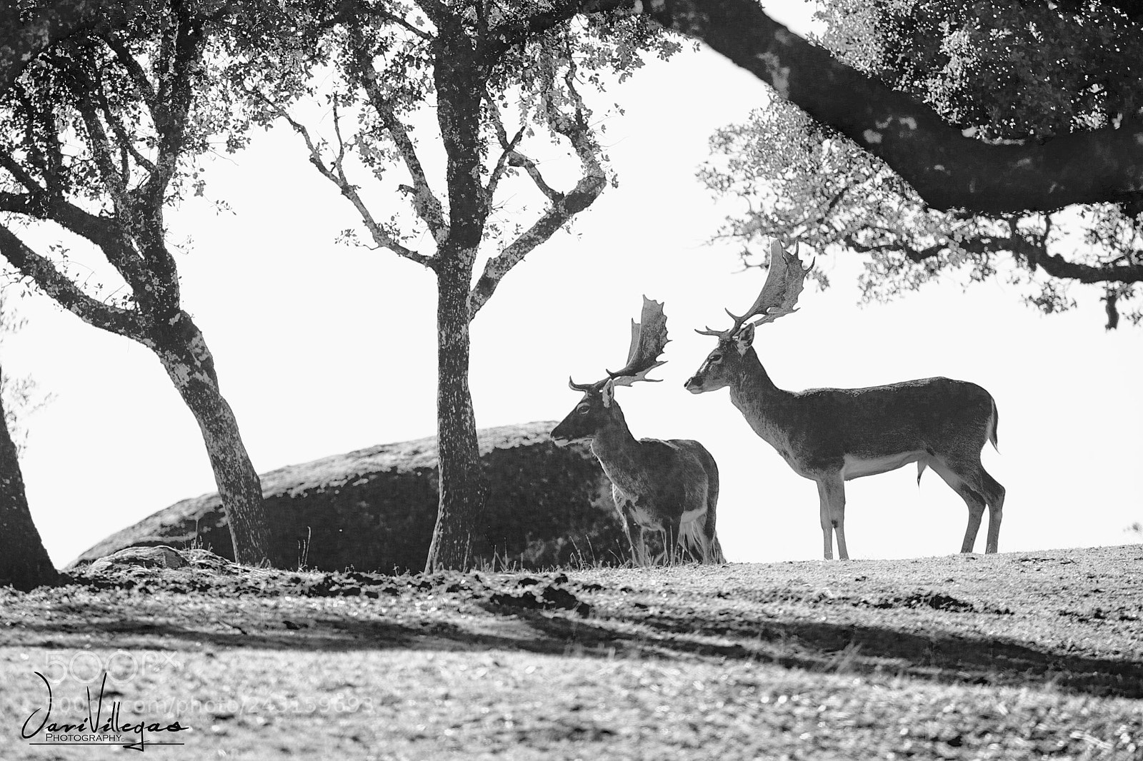 Canon EOS-1D X sample photo. Fallow deers in high photography