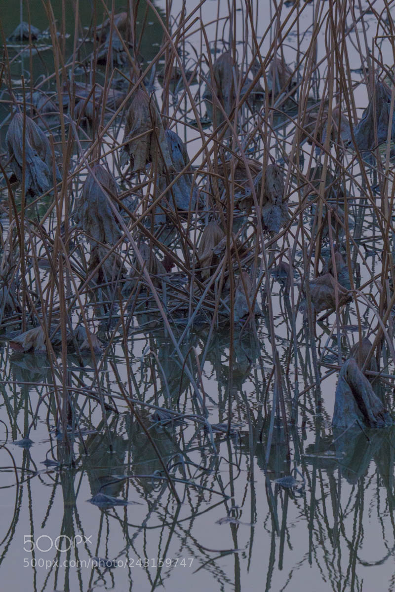 Canon EOS 60D sample photo. 莲意 photography