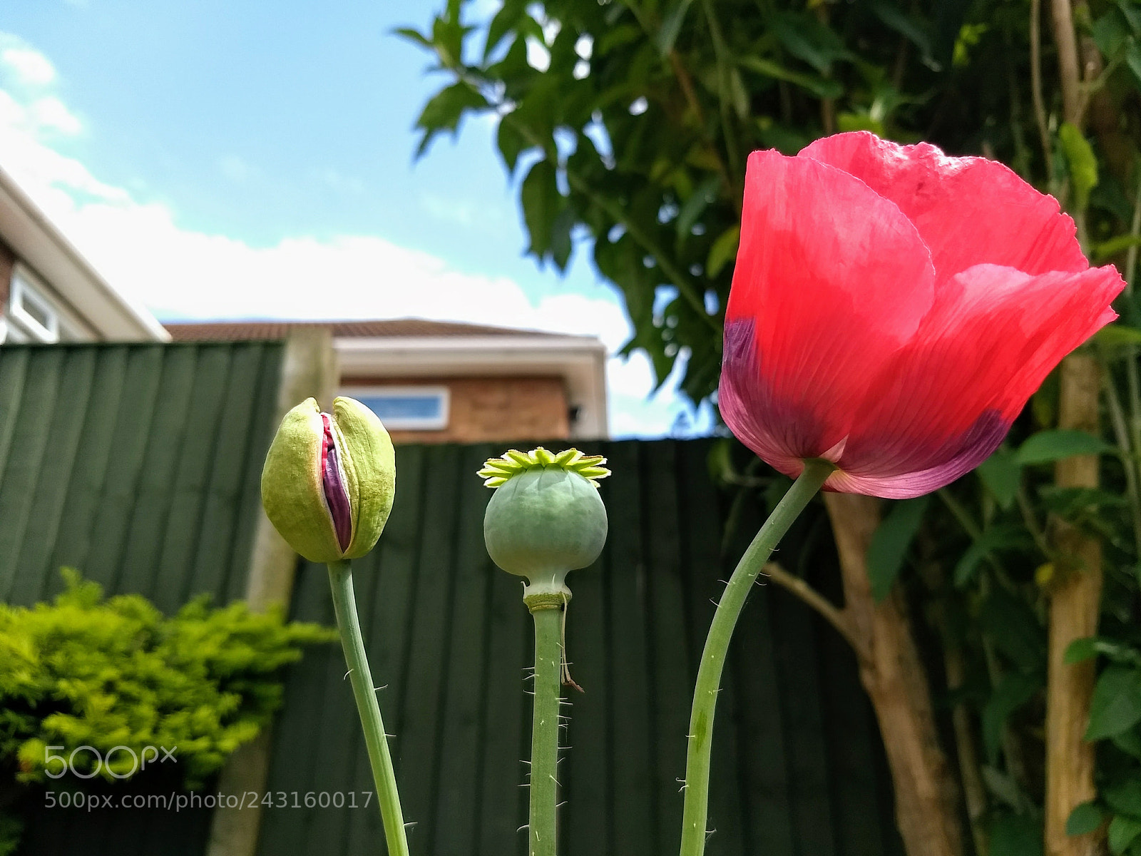 Motorola Moto G (5) Plus sample photo. 3 flowers photography