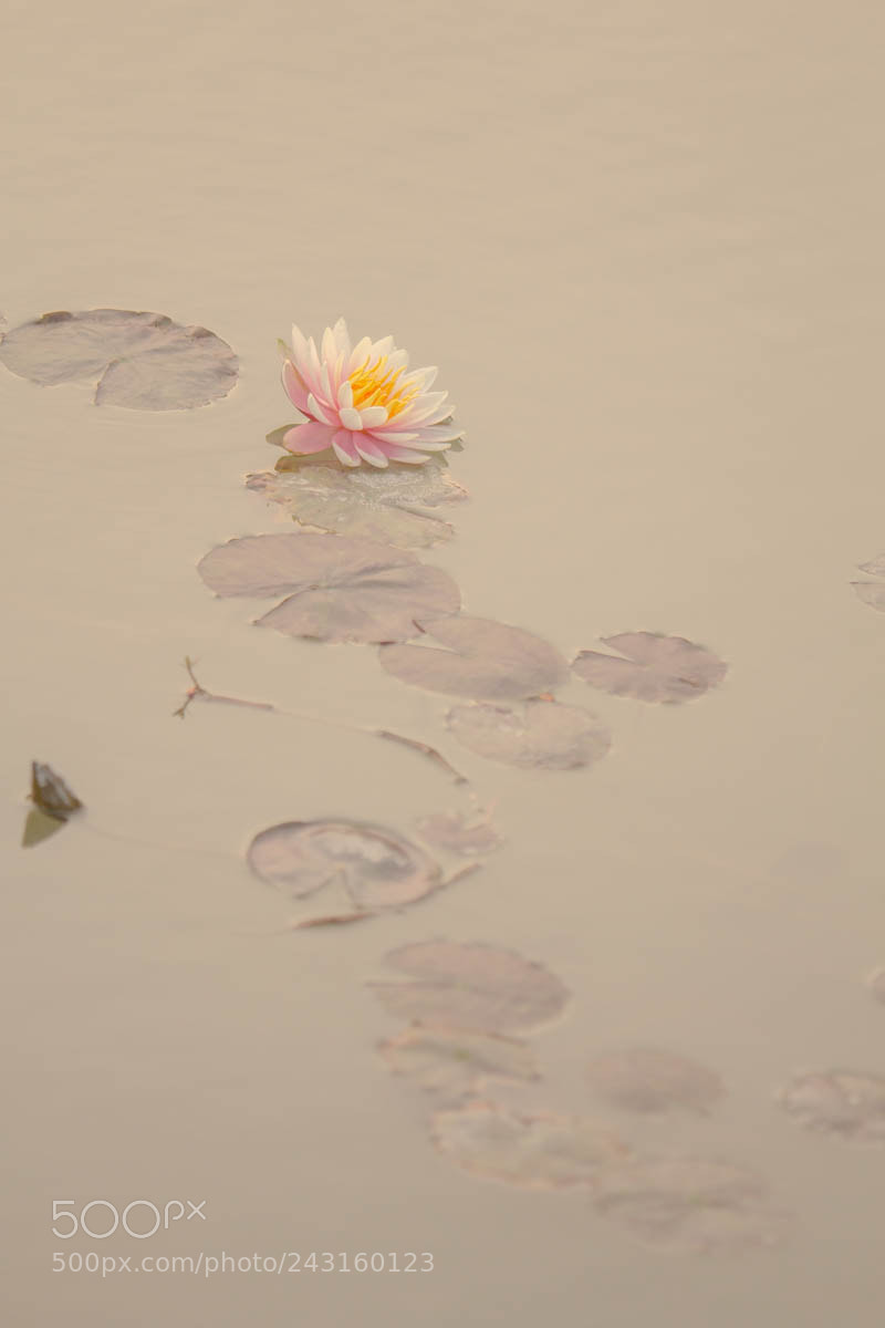 Canon EOS 60D sample photo. 莲意 photography