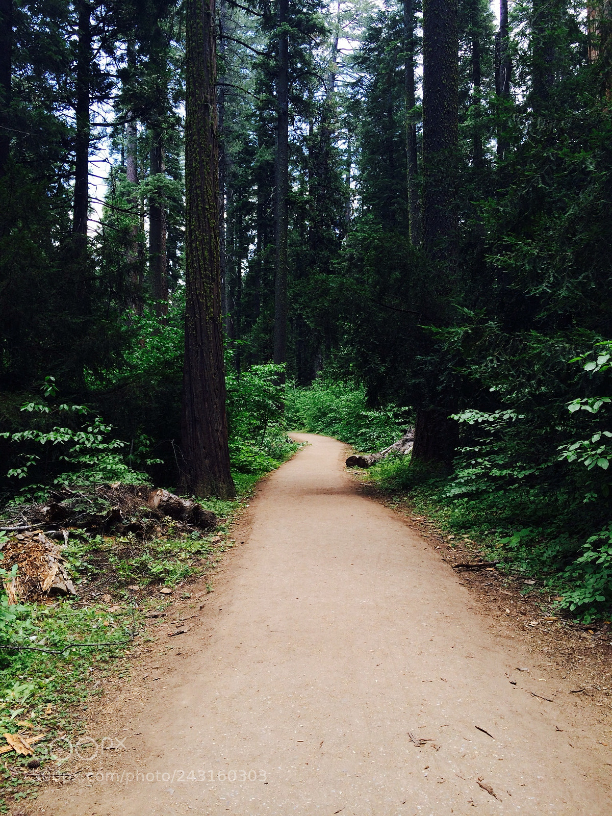 Apple iPhone 5s sample photo. Into the wilderness photography