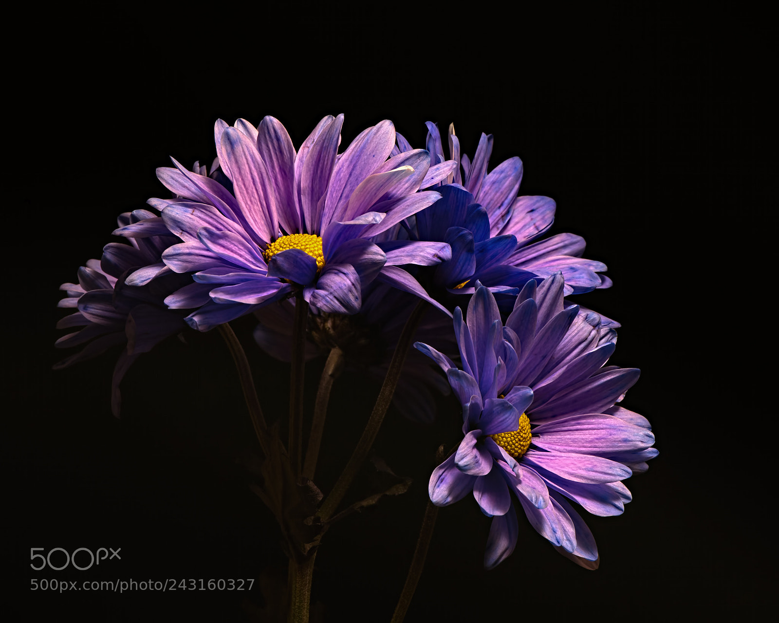 Nikon D810 sample photo. Purple daisies 0116 photography