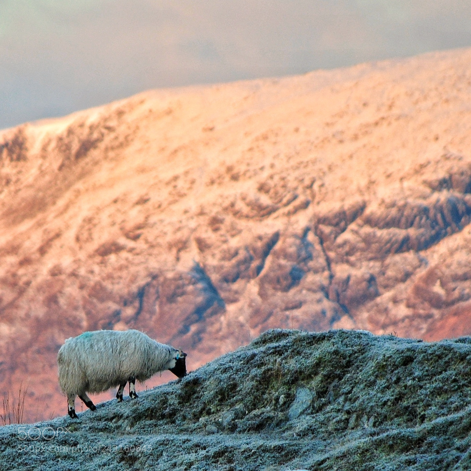 Nikon D3000 sample photo. Highland sheep photography