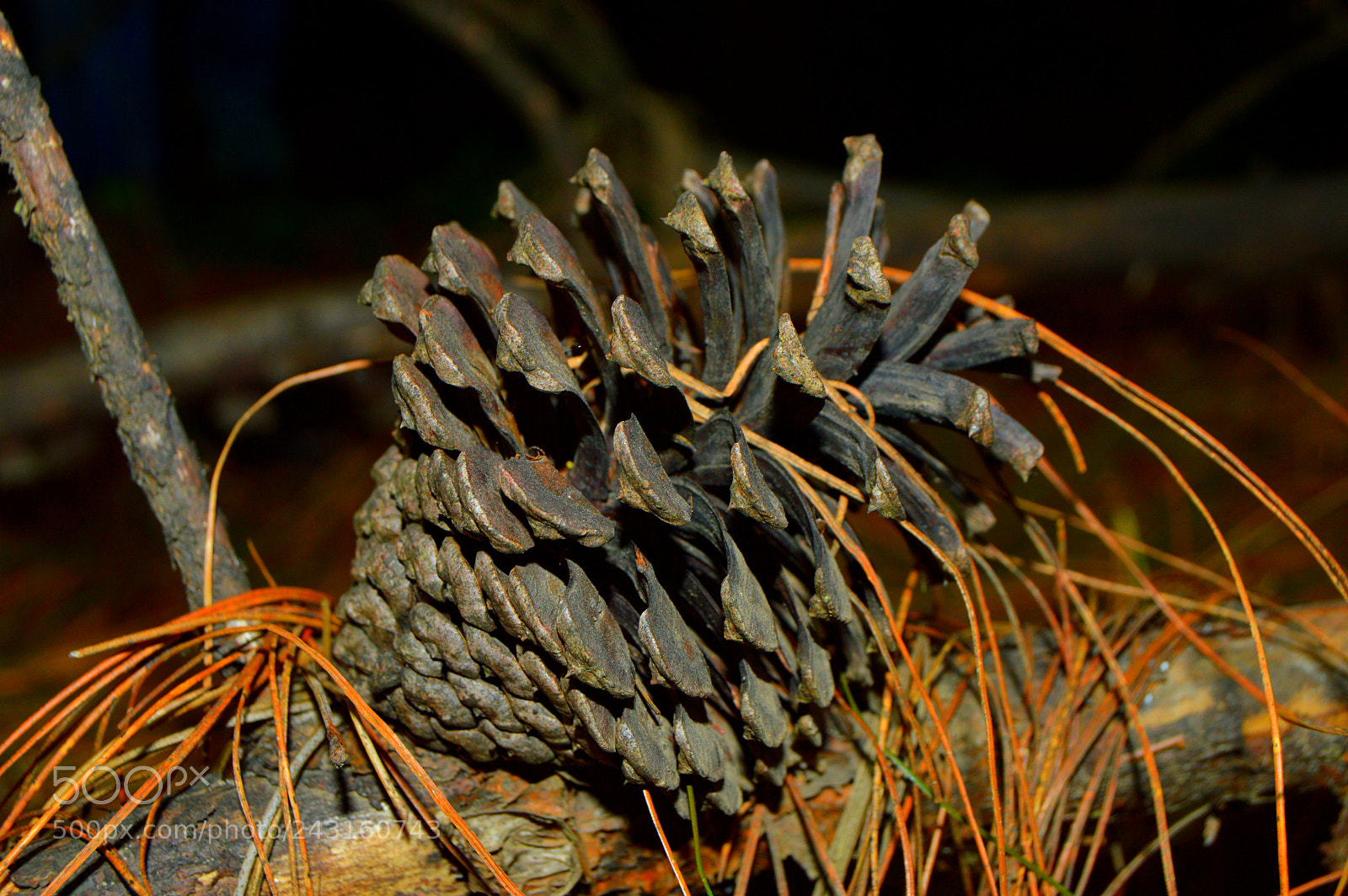 Nikon D3200 sample photo. Pine cone photography
