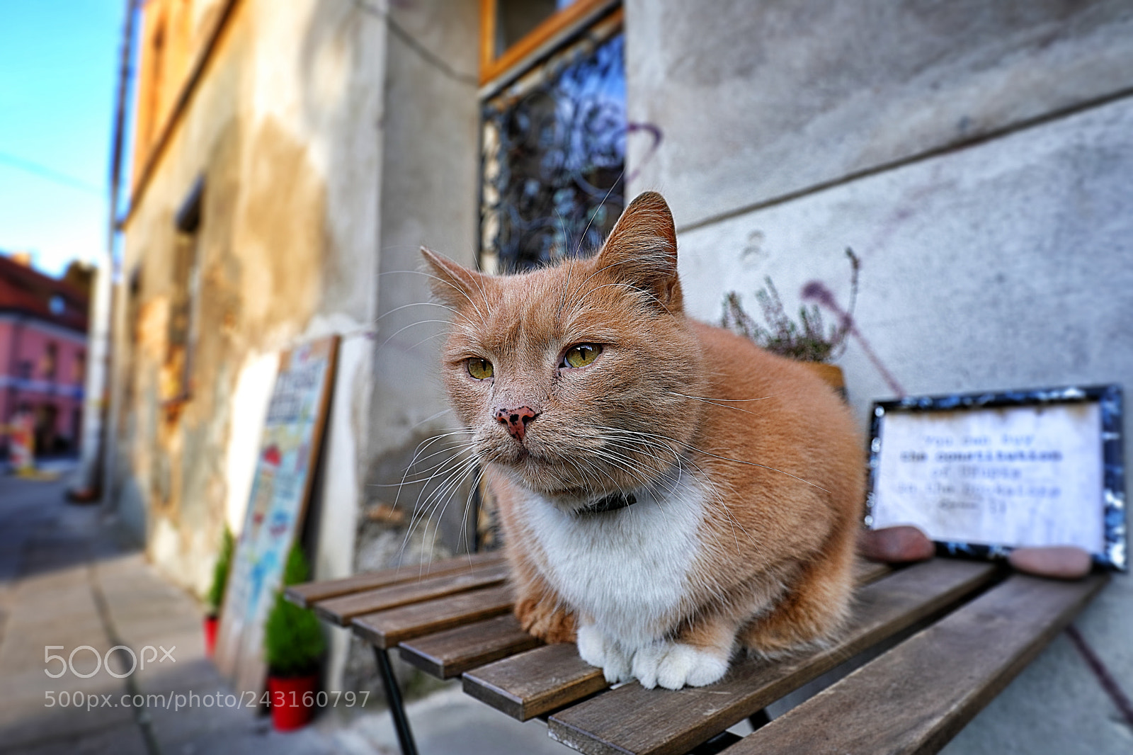 Canon EOS 5D Mark IV sample photo. Ponulis, president of cats photography