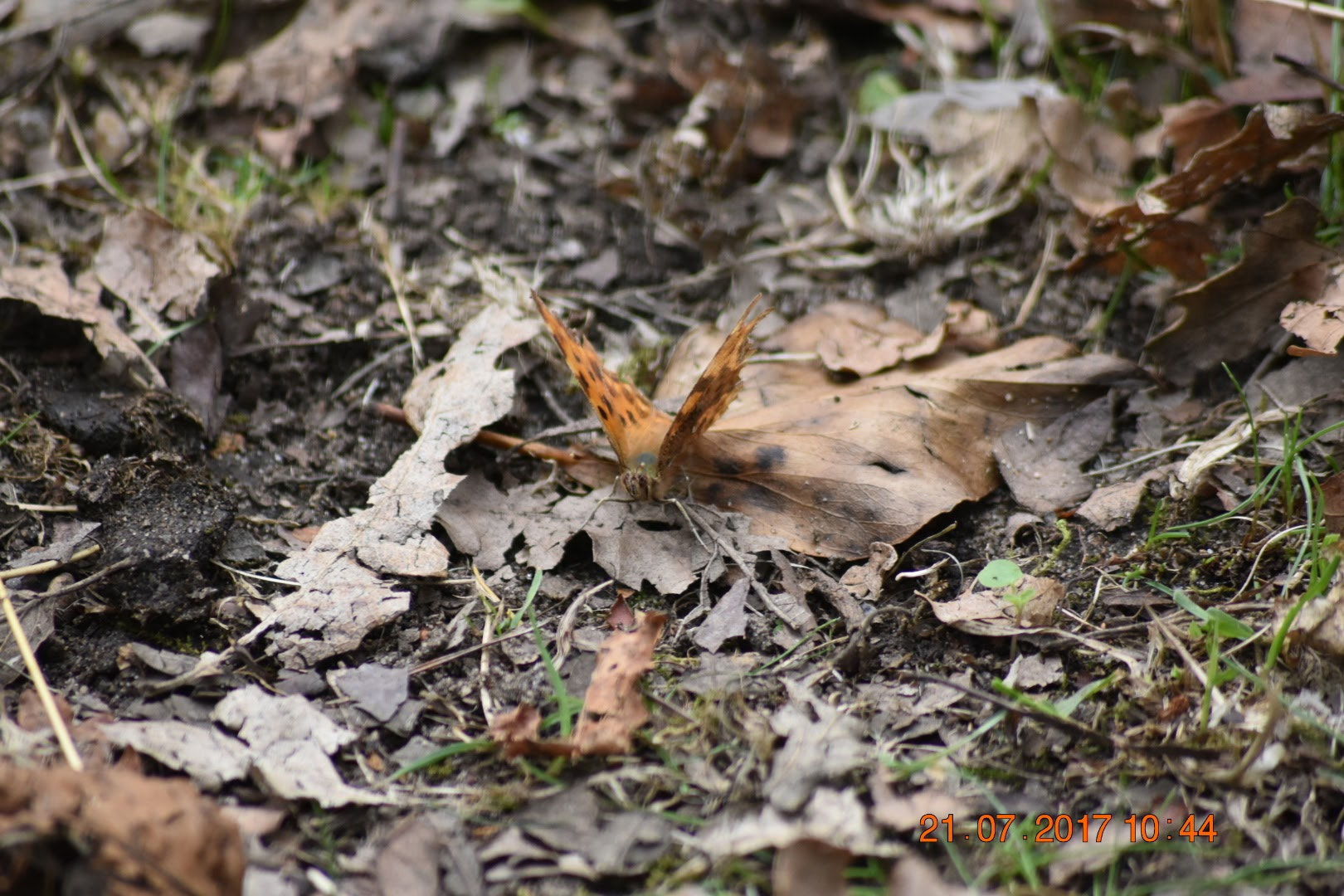 Nikon D3400 sample photo. Camouflaged butterfly photography