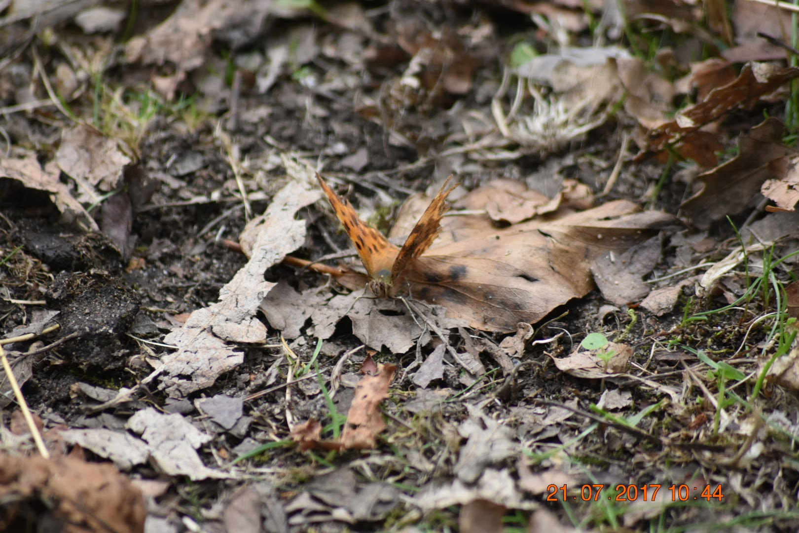 Sigma 70-300mm F4-5.6 APO DG Macro sample photo. Camouflaged butterfly photography