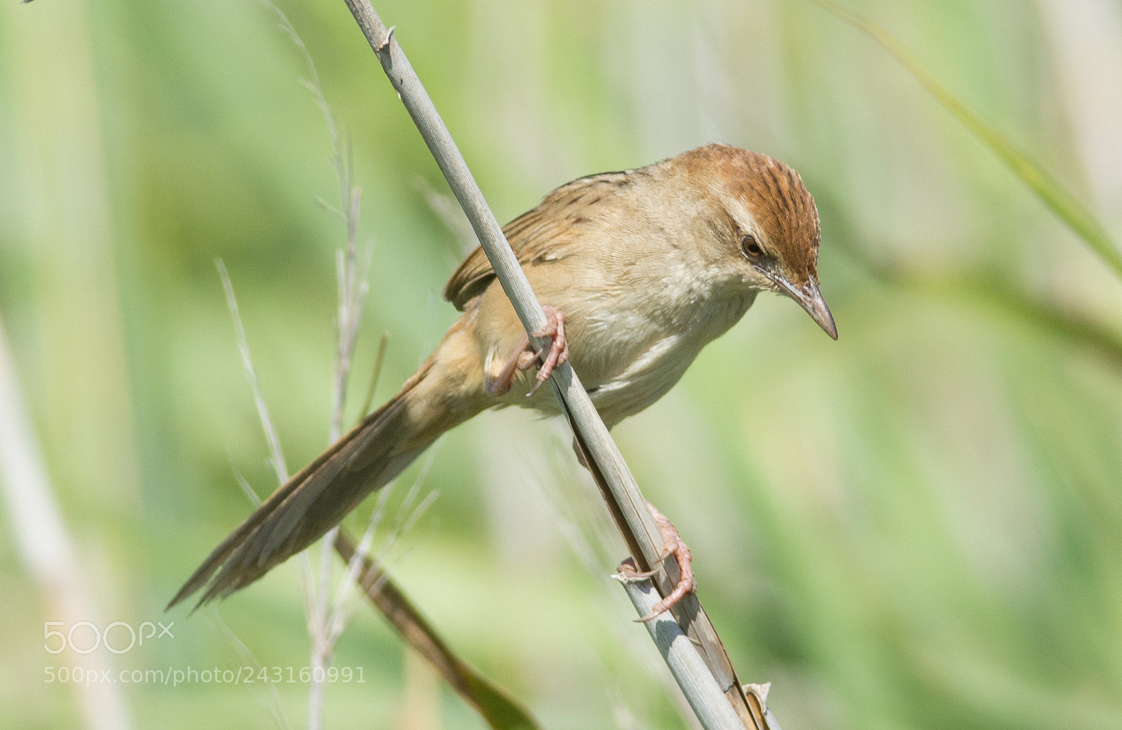 Nikon D7100 sample photo. Little grass bird photography