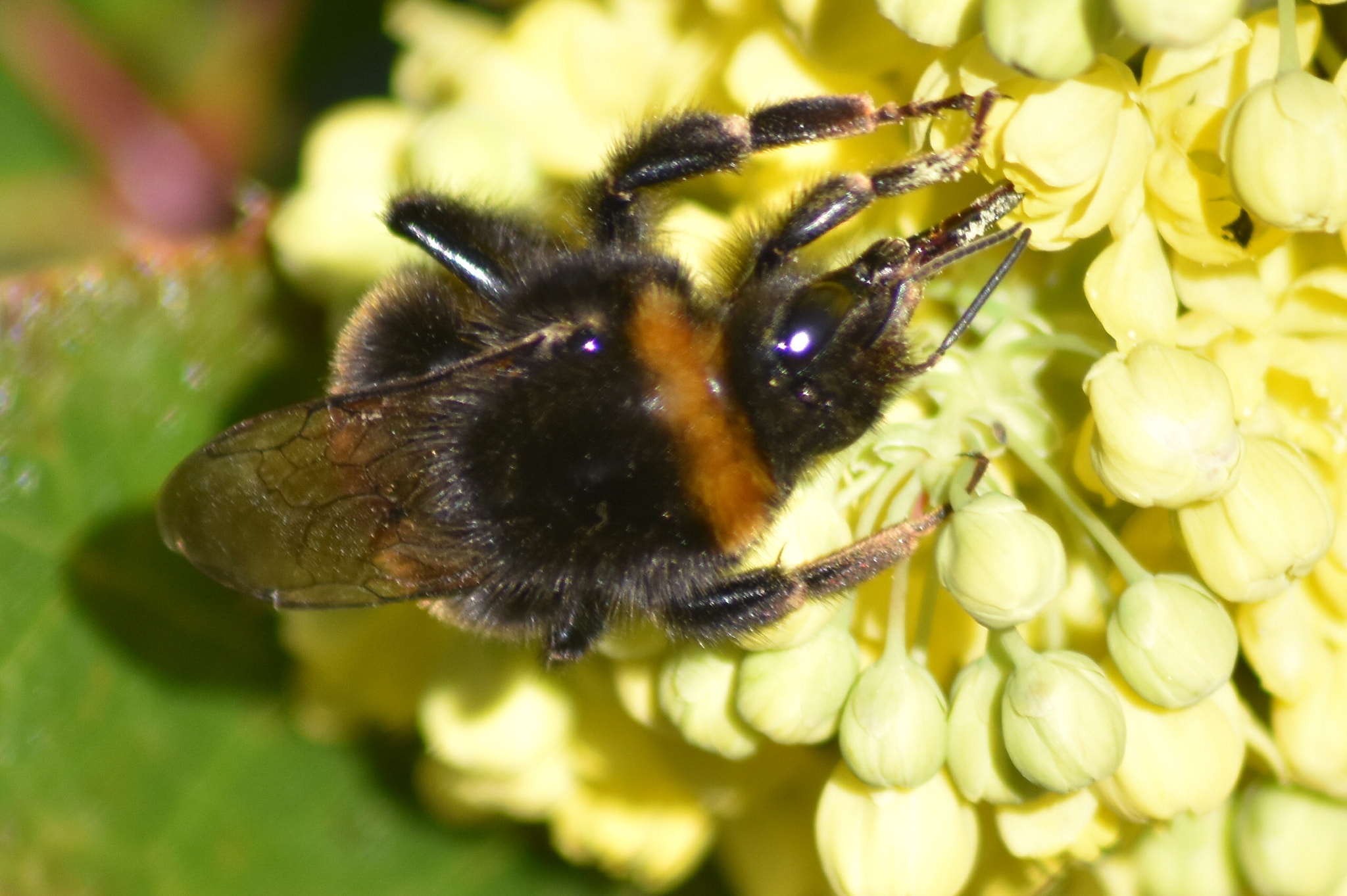 Nikon D3400 sample photo. Sunbathing bumble bee photography