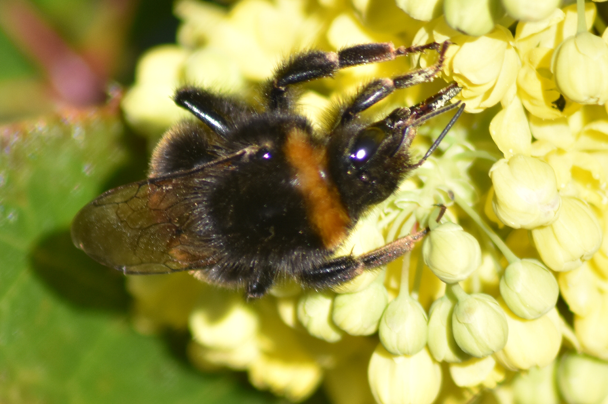 Nikon D3400 + Sigma 70-300mm F4-5.6 APO DG Macro sample photo. Sunbathing bumble bee photography