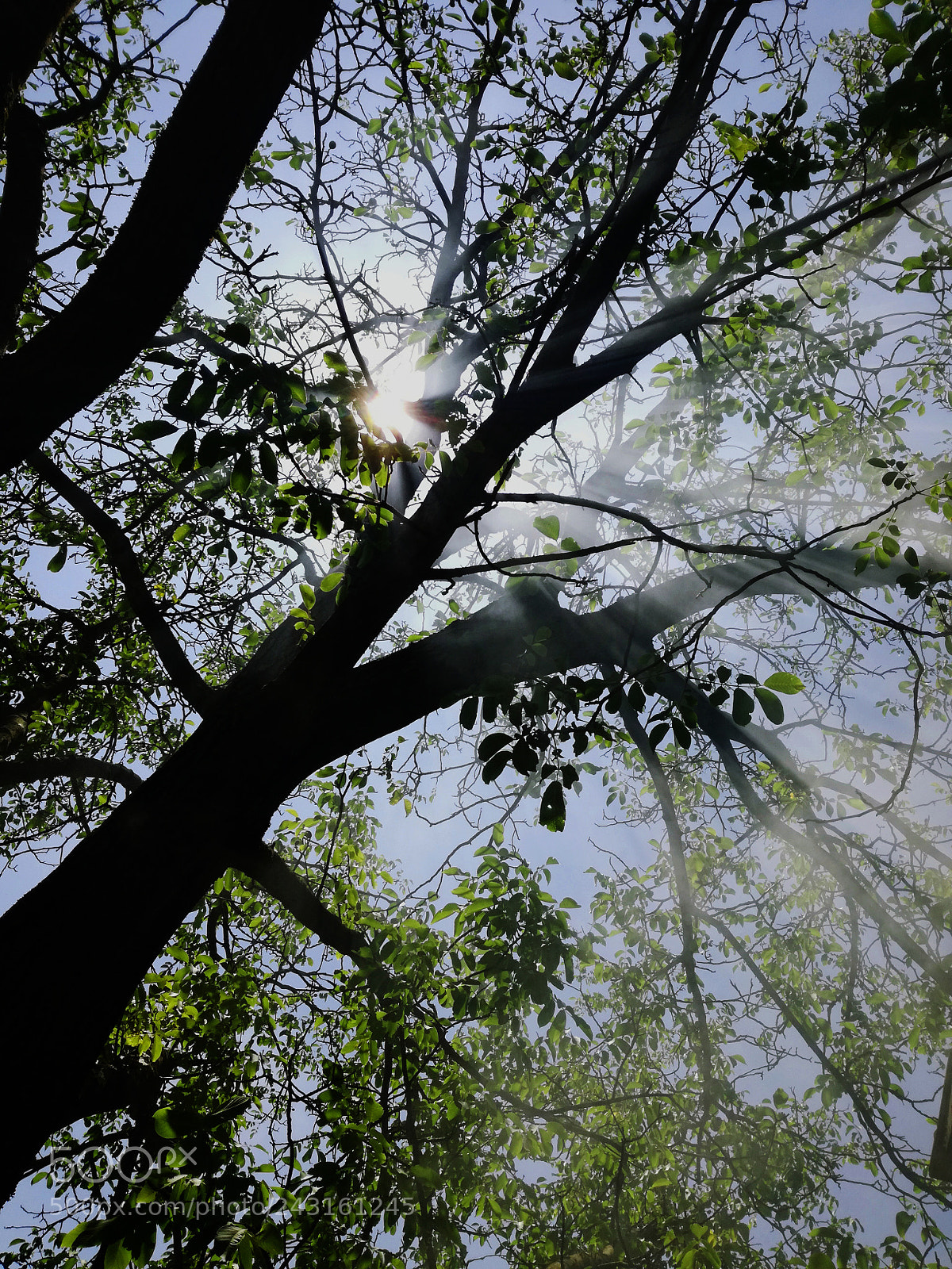 HUAWEI P9 LITE sample photo. Through trees photography