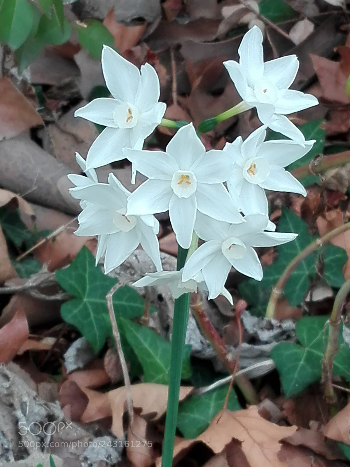 HUAWEI P8 Lite sample photo. Spring photography