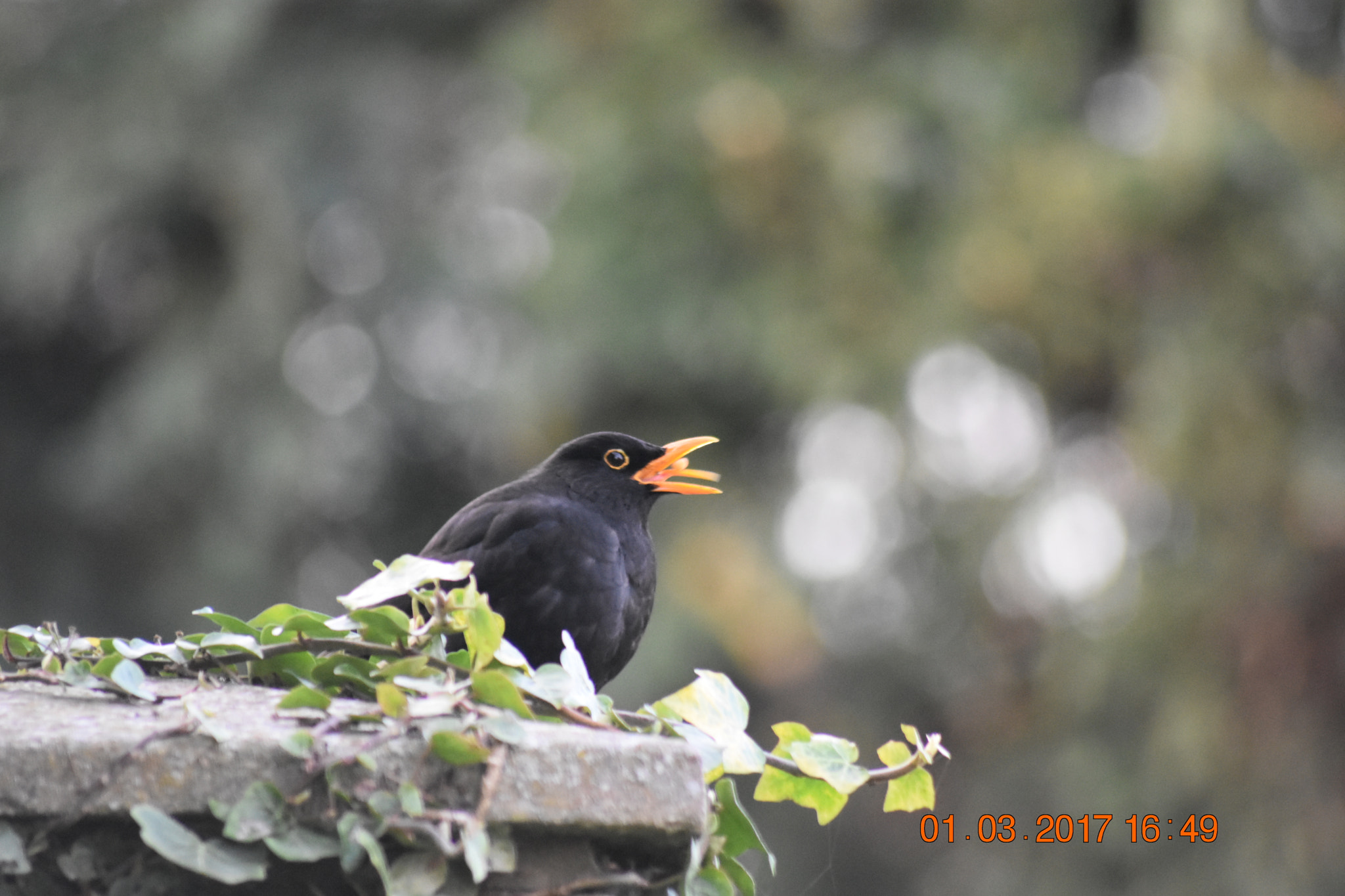 Sigma 70-300mm F4-5.6 APO DG Macro sample photo. Blackbird eating photography